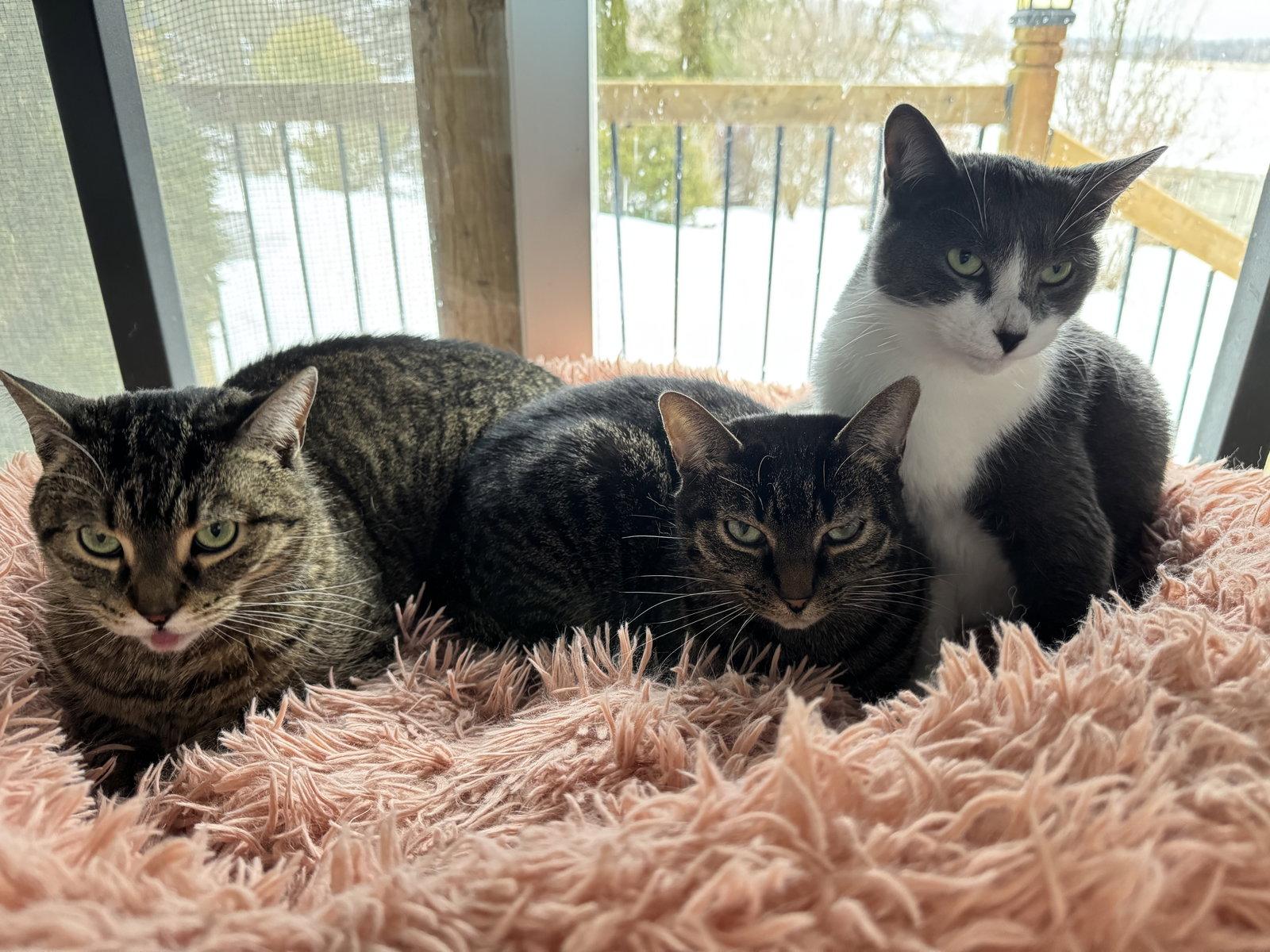 Misty, Adoptable, Adult Female Domestic Short Hair.