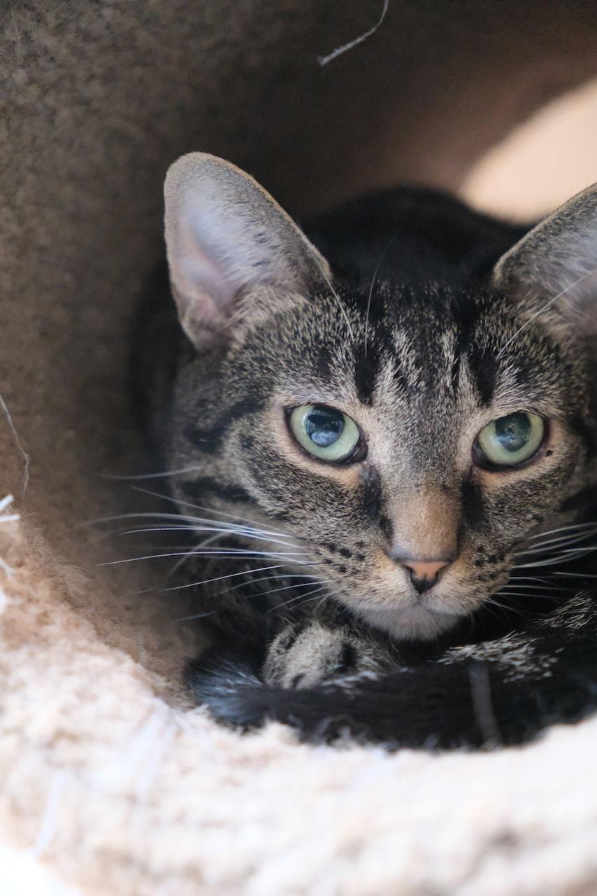 Misty, a Adoptable Domestic Short Hair in Markham, ON image 1/6