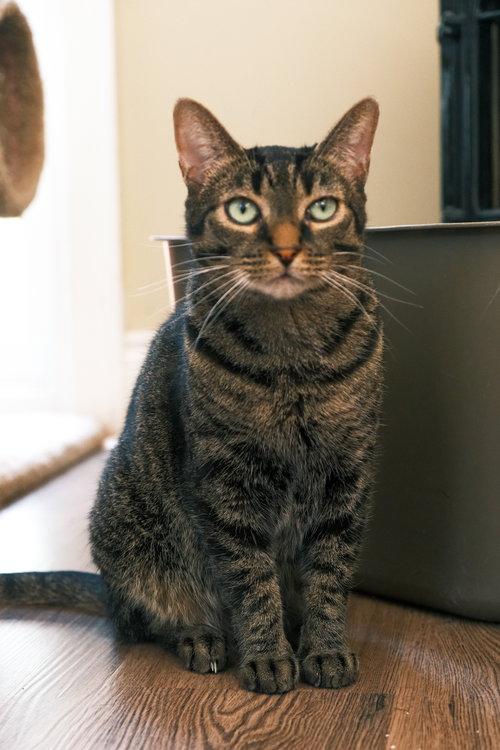 Enlarge Misty, a Adoptable Domestic Short Hair in Markham, ON image 2/3