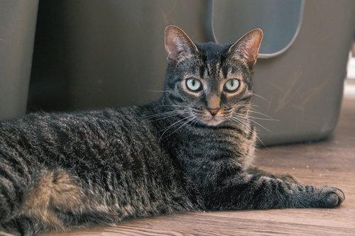 Enlarge Misty, a Adoptable Domestic Short Hair in Markham, ON image 3/3