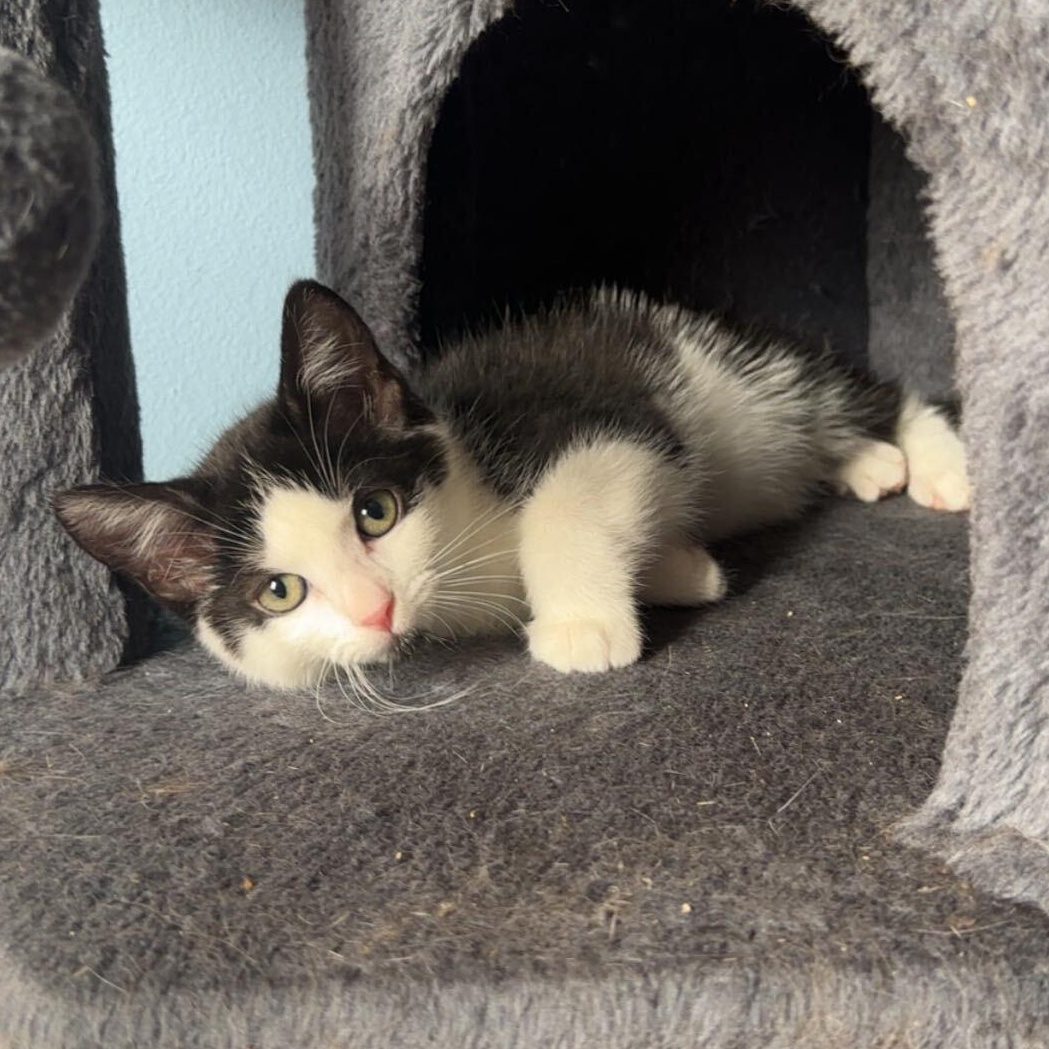Enlarge Cobalt, a Adopted mixed breed in East Amherst, NY image 3/5