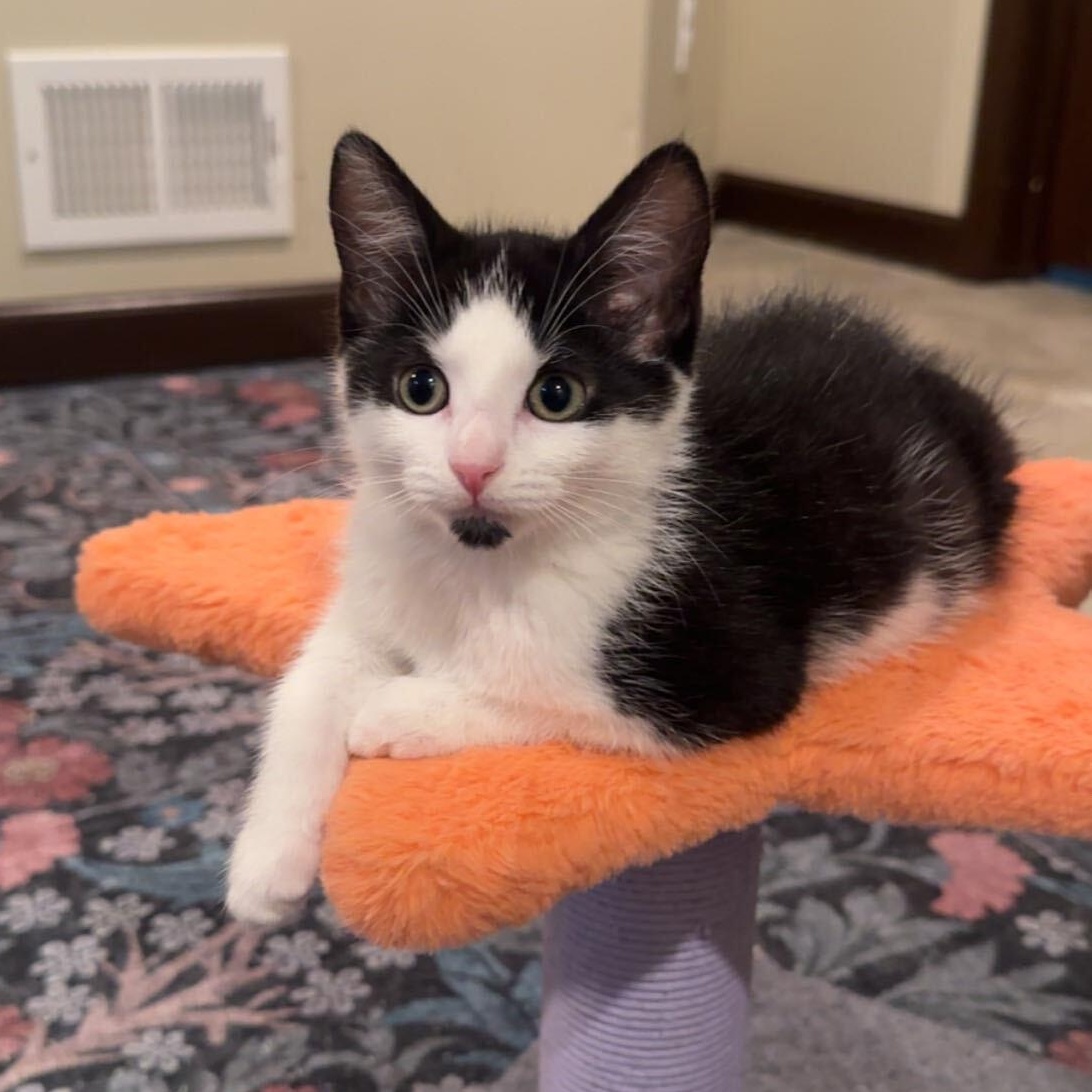 Cobalt, Adopted, Kitten Female Domestic Medium Hair & Tuxedo.