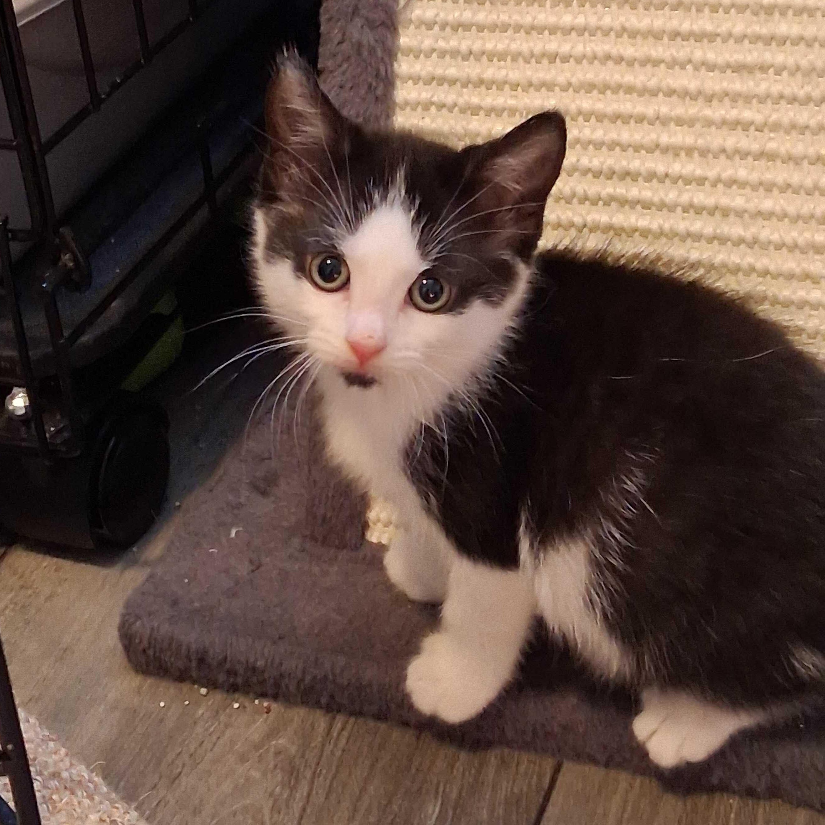 Enlarge Cobalt, a Adopted mixed breed in East Amherst, NY image 4/5