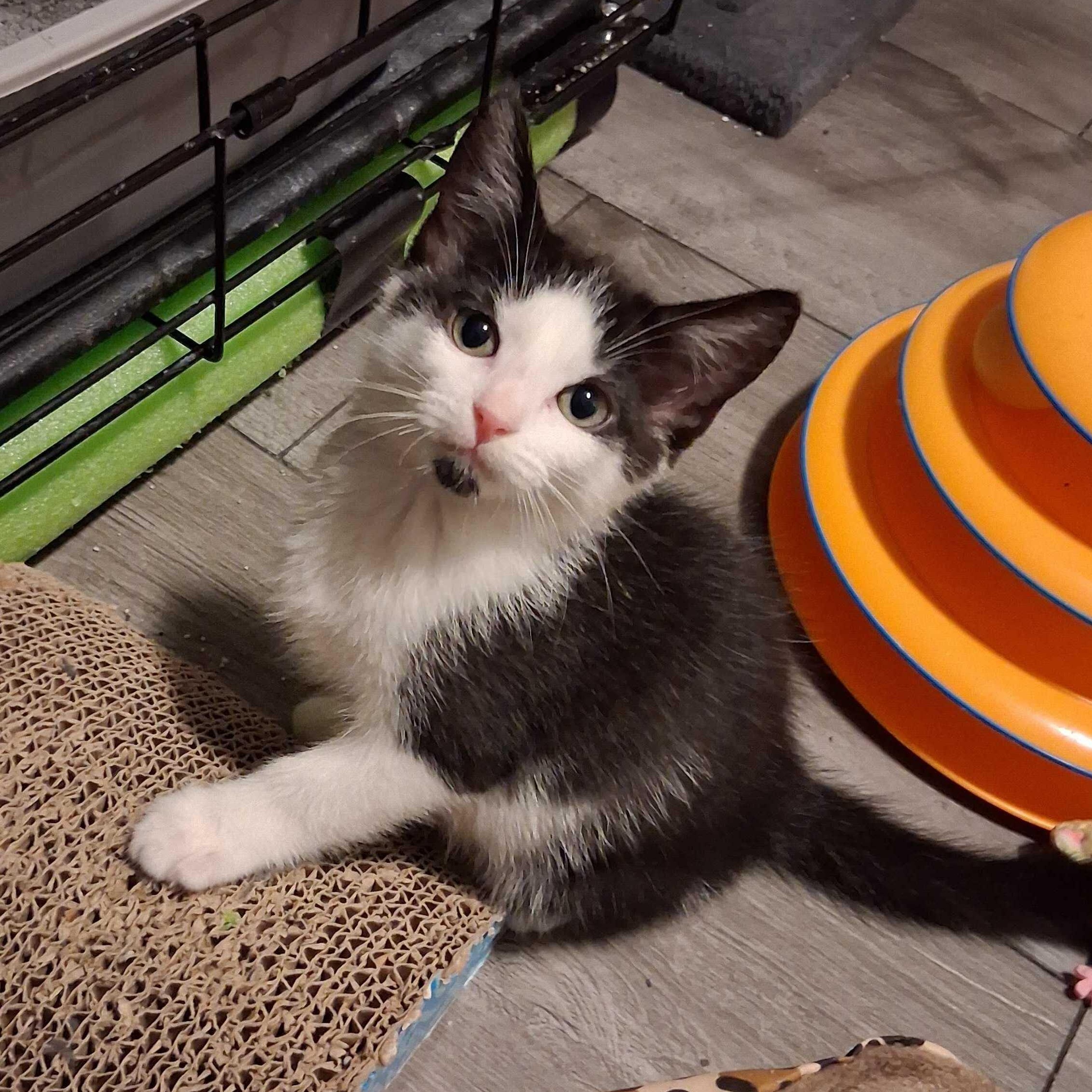 Enlarge Cobalt, a Adopted mixed breed in East Amherst, NY image 2/5