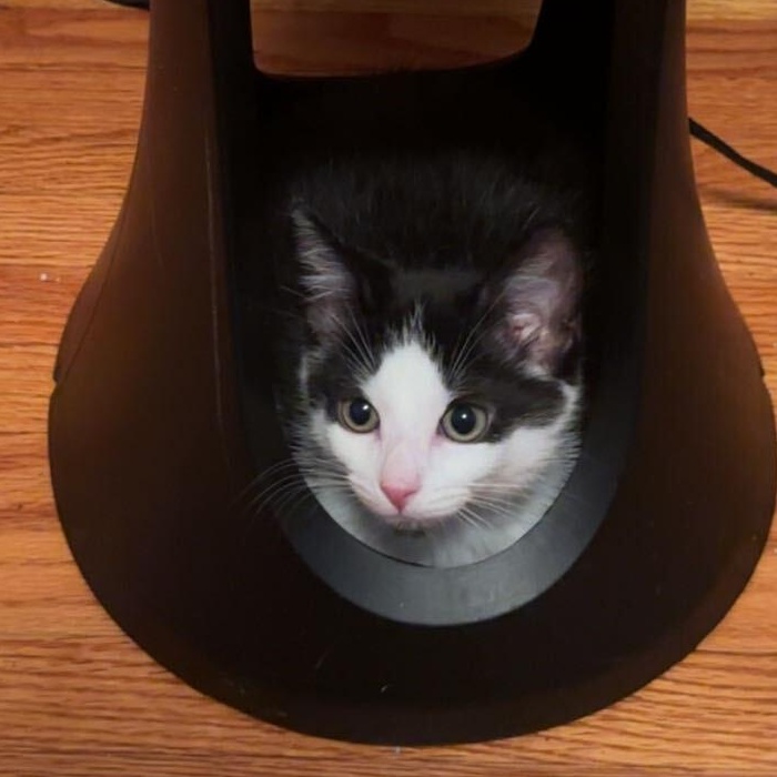 Enlarge Cobalt, a Adopted mixed breed in East Amherst, NY image 5/5