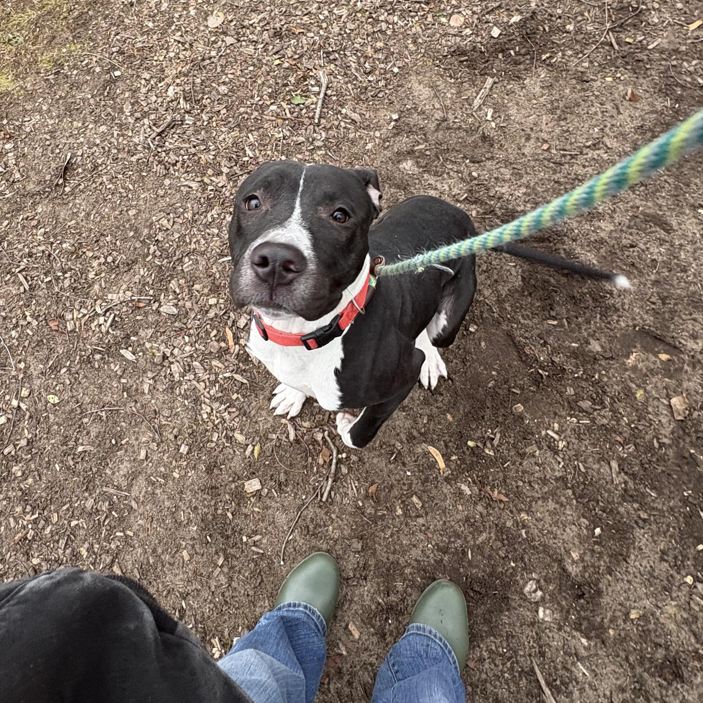 Enlarge Pot Pie (Not On-site), a ADOPTABLE Mixed Breed in Mount Pleasant, MI image 2/3