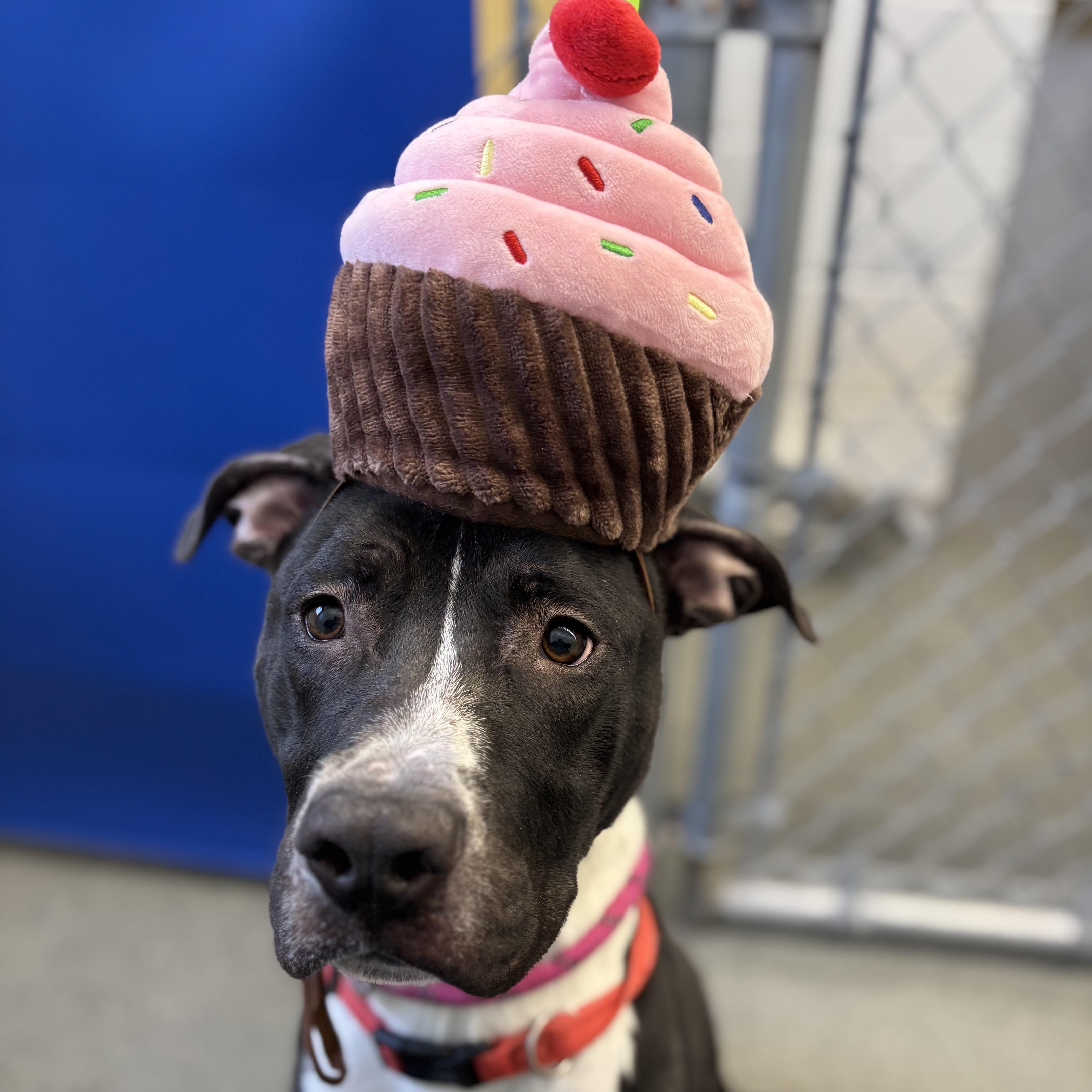 Enlarge Pot Pie (Not On-site), a ADOPTABLE Mixed Breed in Mount Pleasant, MI image 1/3