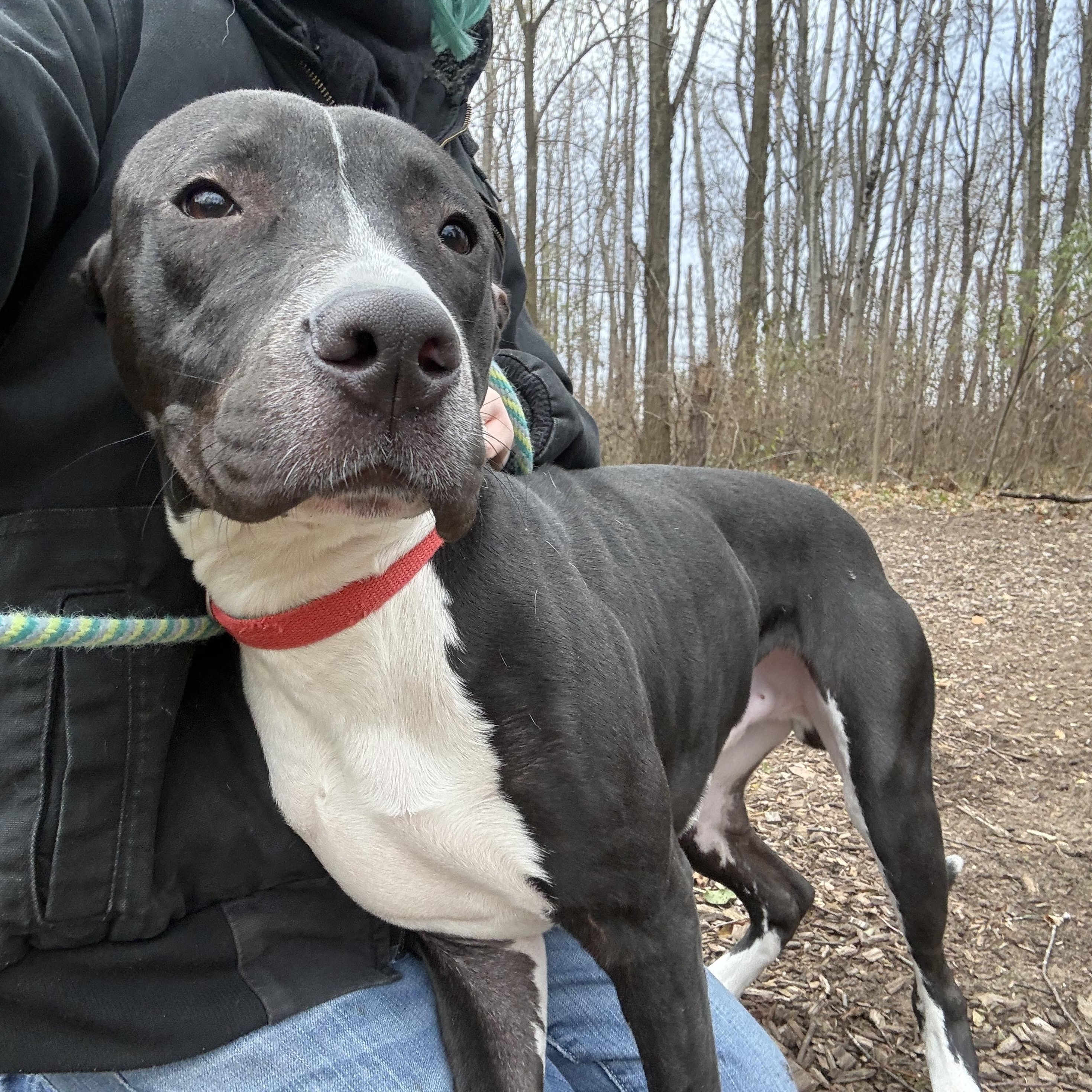 Enlarge Pot Pie (Not On-site), a ADOPTABLE Mixed Breed in Mount Pleasant, MI image 3/3