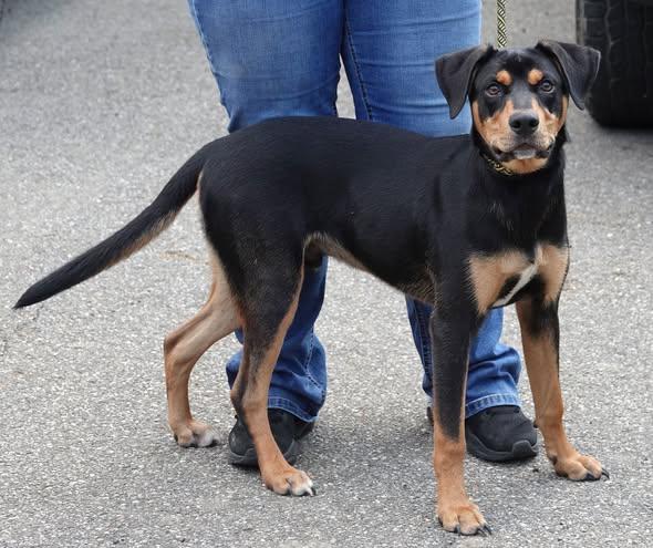 King - CLAIMED BY OWNER, an adoption pending mixed breed in Millfield, OH image 2/2