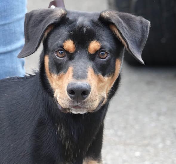 King - CLAIMED BY OWNER, an adoption pending mixed breed in Millfield, OH image 1/2