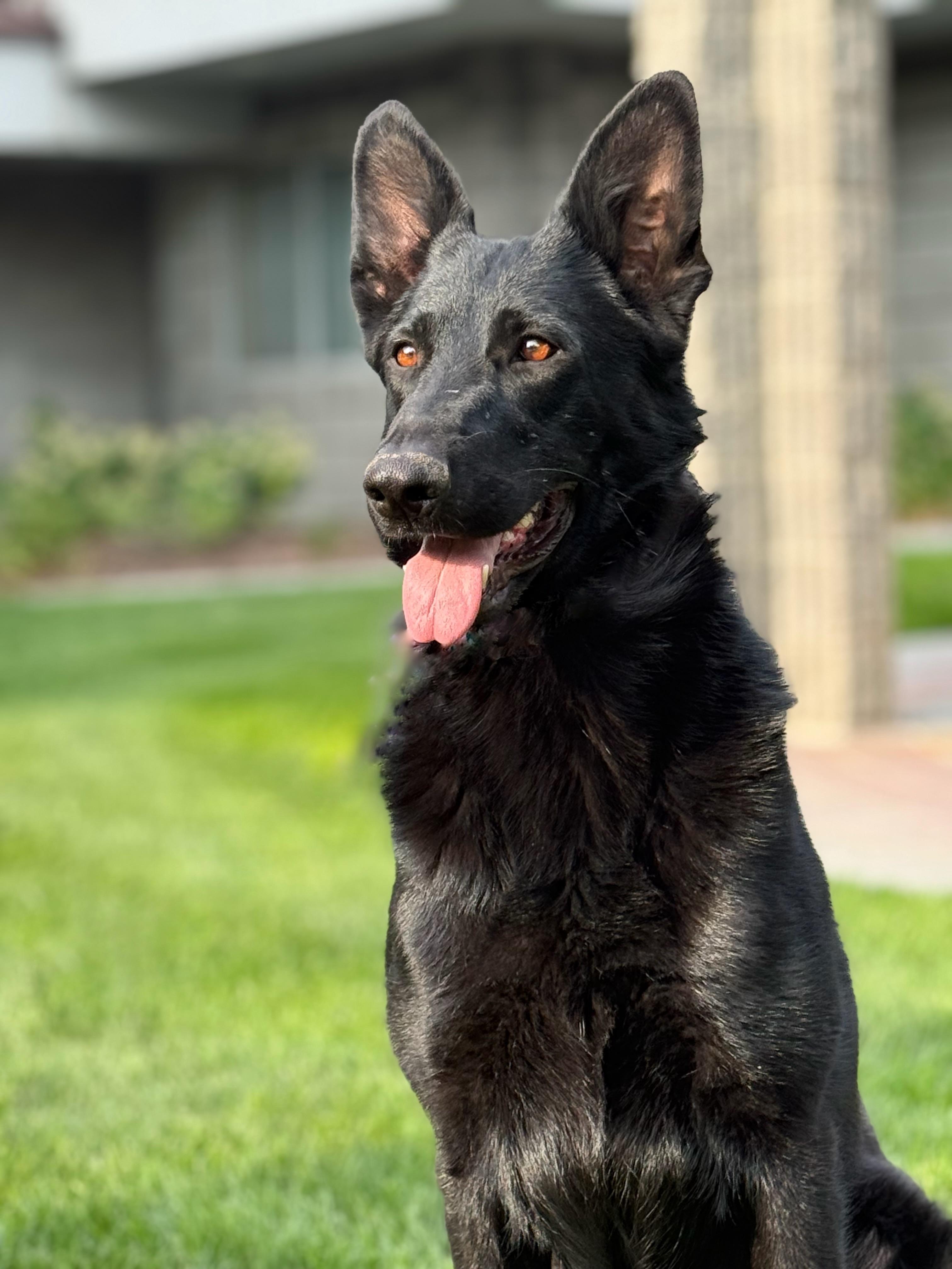 Enlarge Moxie, a Adoptable German Shepherd Dog in Twin Falls, ID image 1/6