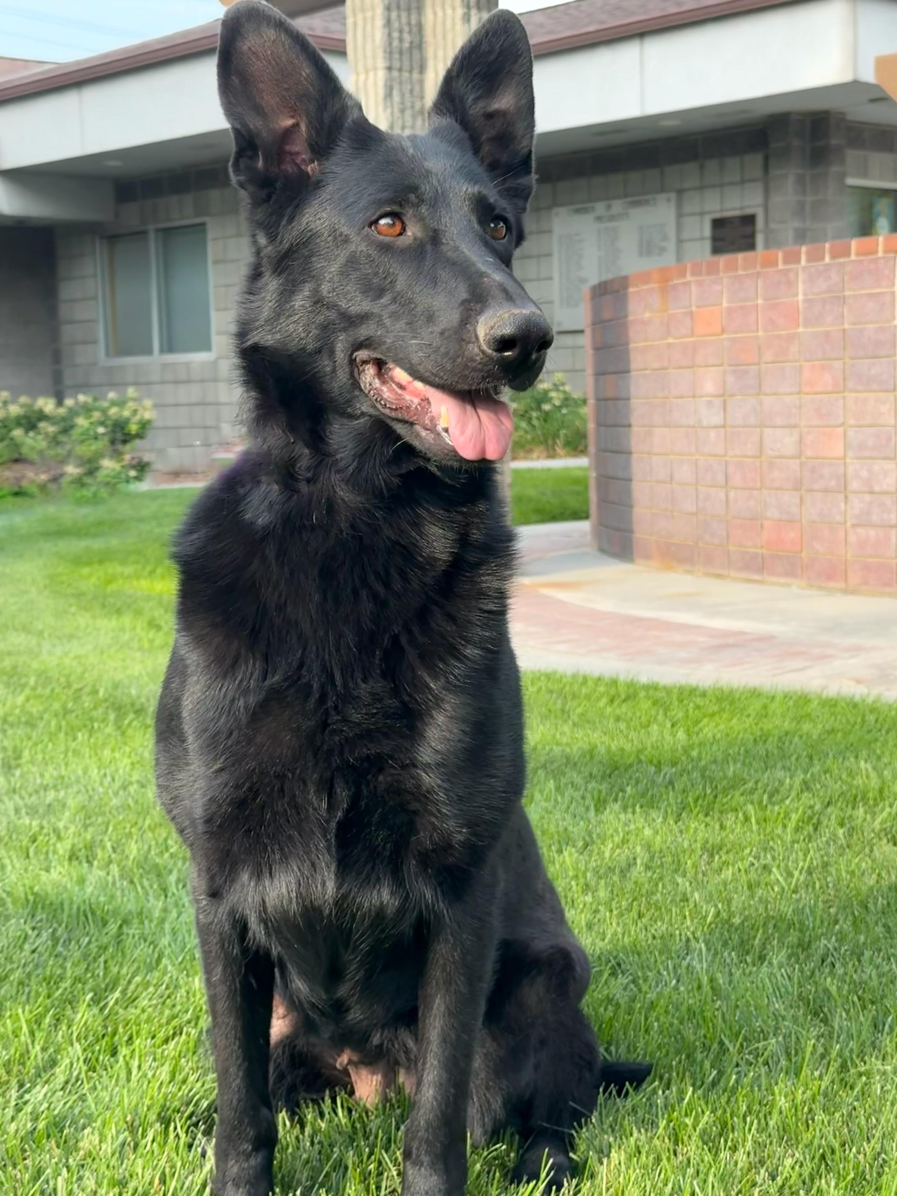 Enlarge Moxie, a Adoptable German Shepherd Dog in Twin Falls, ID image 2/6