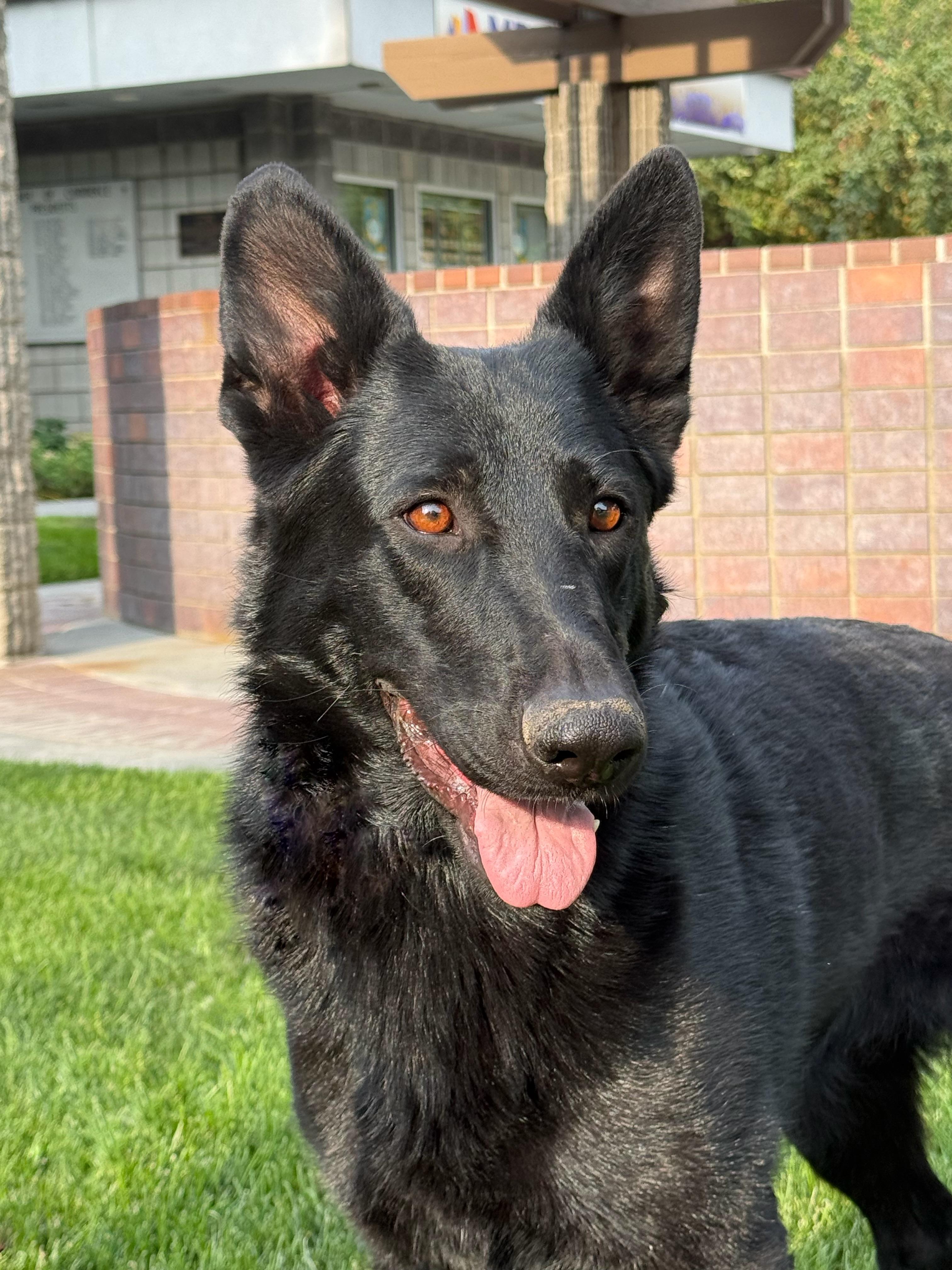 Enlarge Moxie, a Adoptable German Shepherd Dog in Twin Falls, ID image 3/6