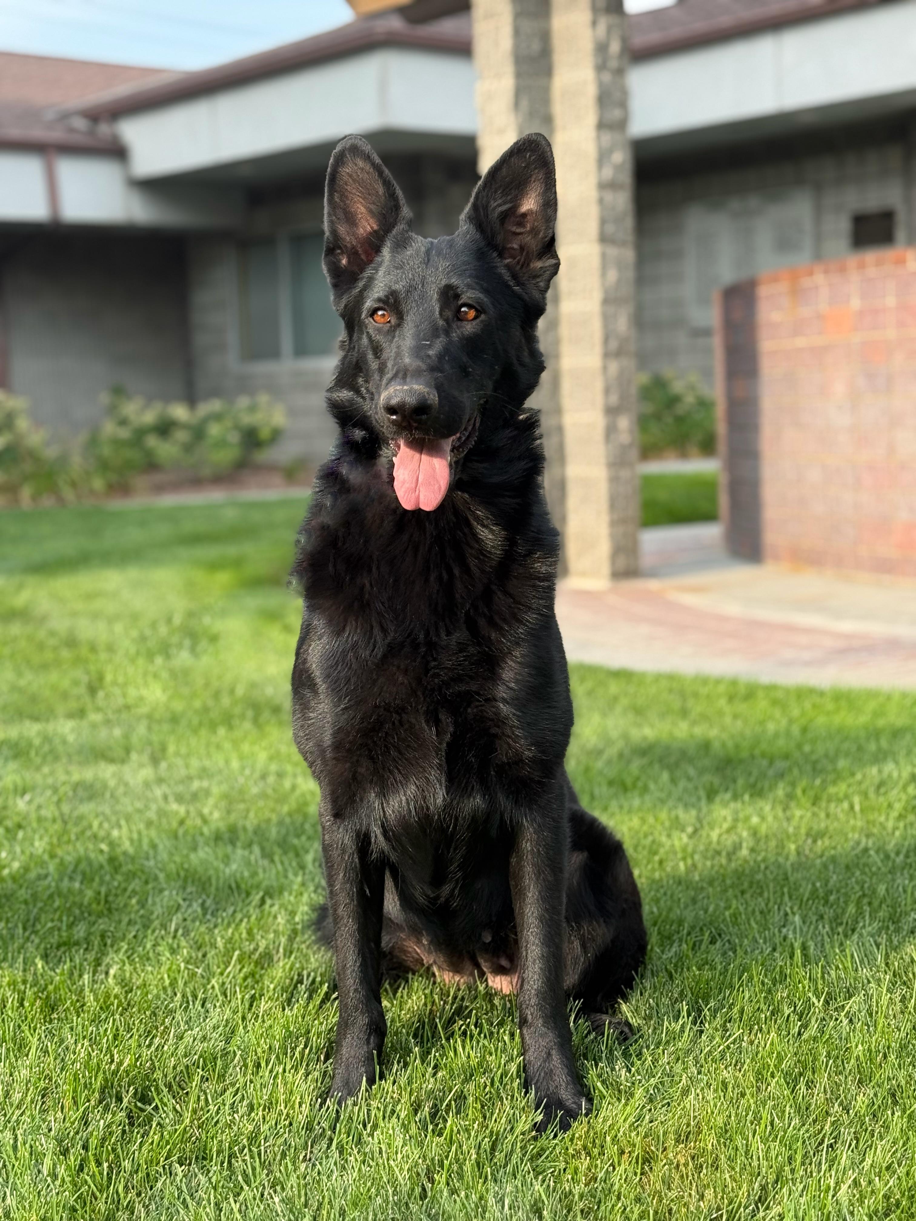 Enlarge Moxie, a Adoptable German Shepherd Dog in Twin Falls, ID image 4/6