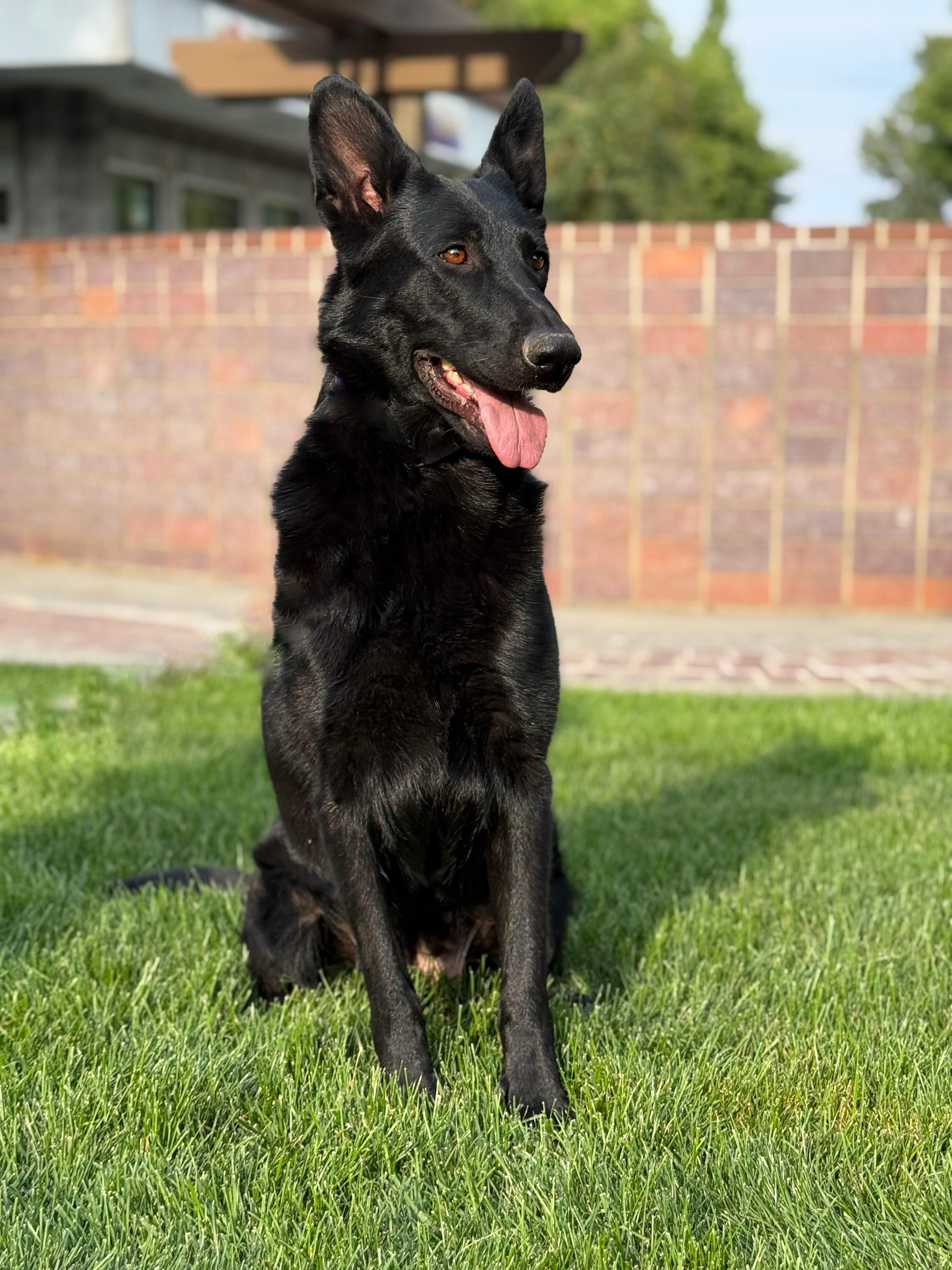 Enlarge Moxie, a Adoptable German Shepherd Dog in Twin Falls, ID image 5/6