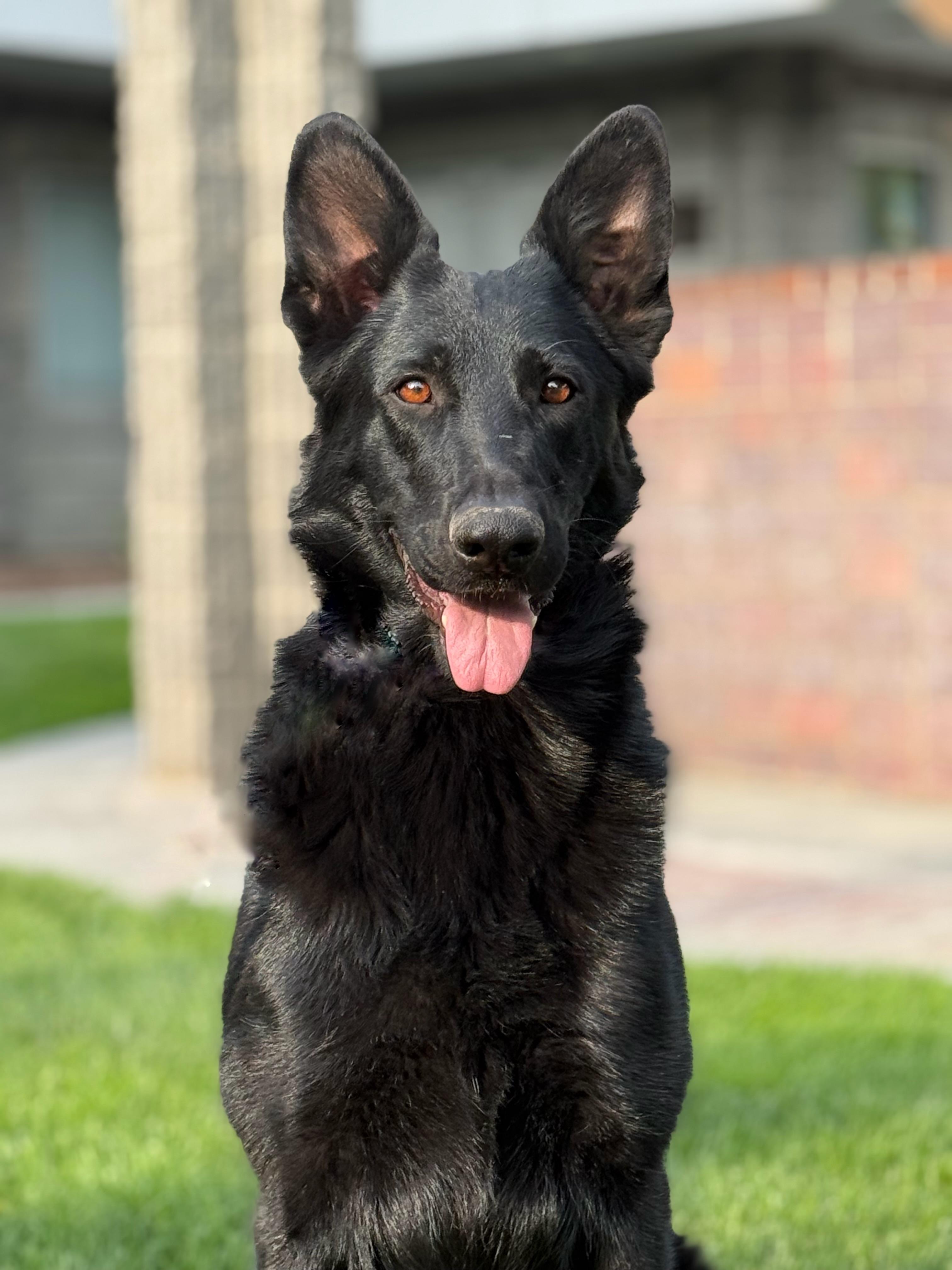Enlarge Moxie, a Adoptable German Shepherd Dog in Twin Falls, ID image 6/6