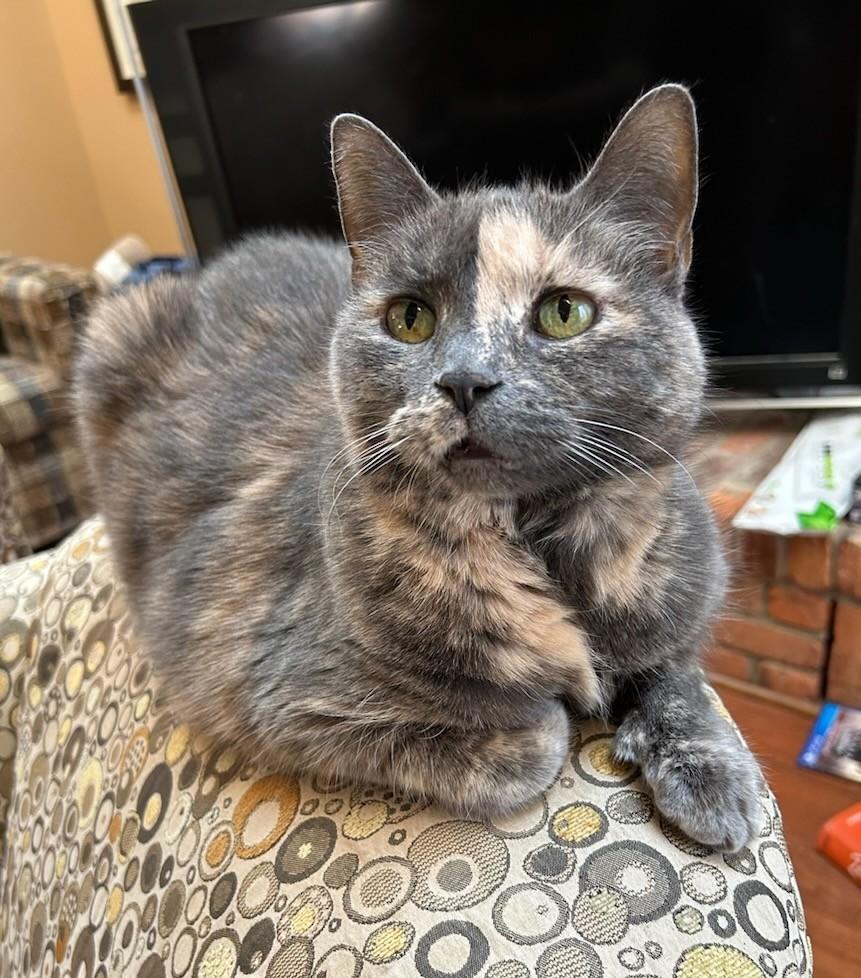 Lily (Bonded with Lola), an adopted Dilute Tortoiseshell & Domestic Short Hair Mix in Ypsilanti, MI_image-1