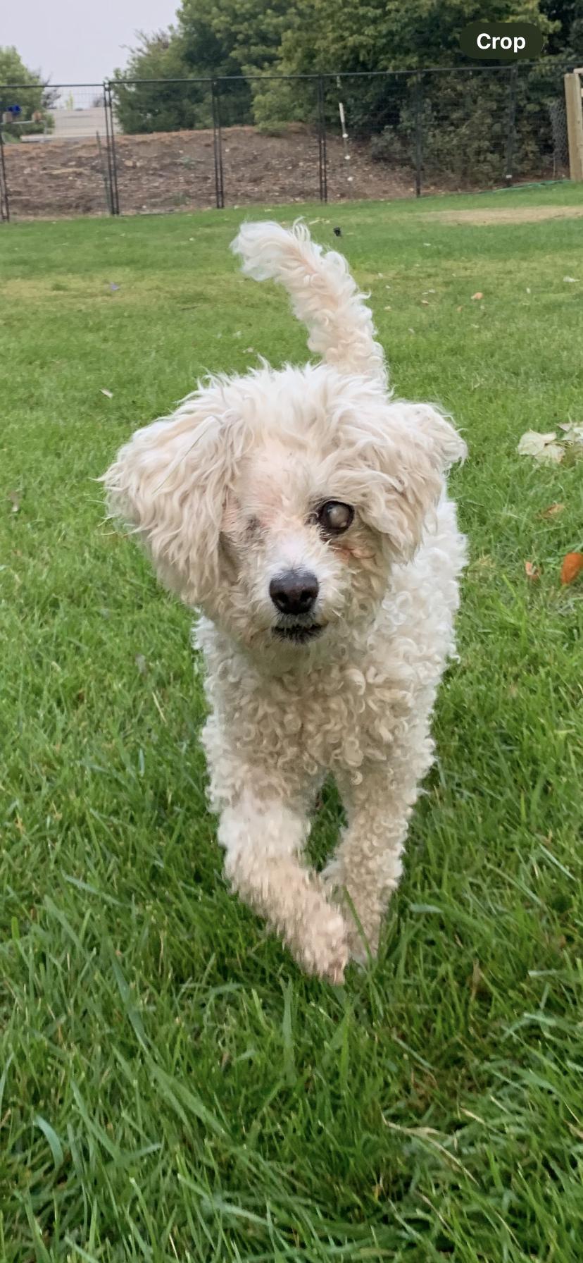 Enlarge Captain Lulu, a Adoptable mixed breed in Wenatchee, WA image 2/6