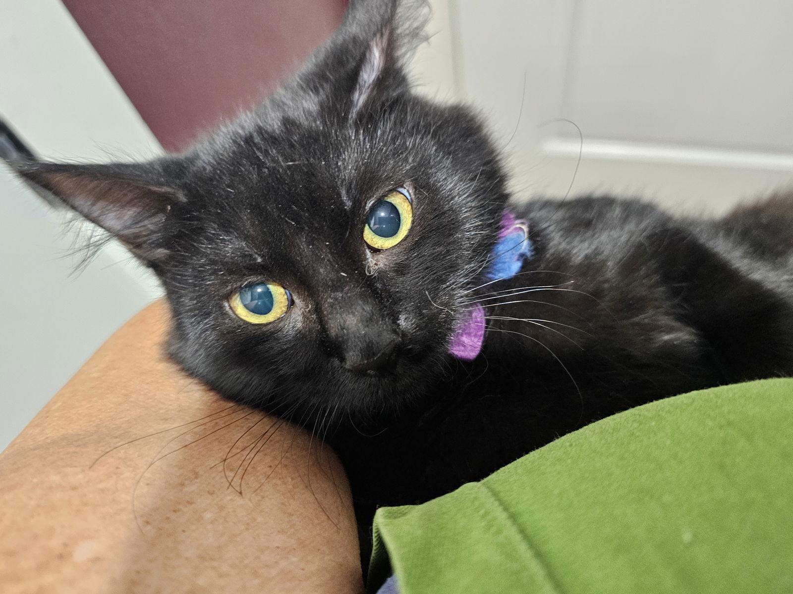 Sable, Adoptable, Young Female Domestic Short Hair.