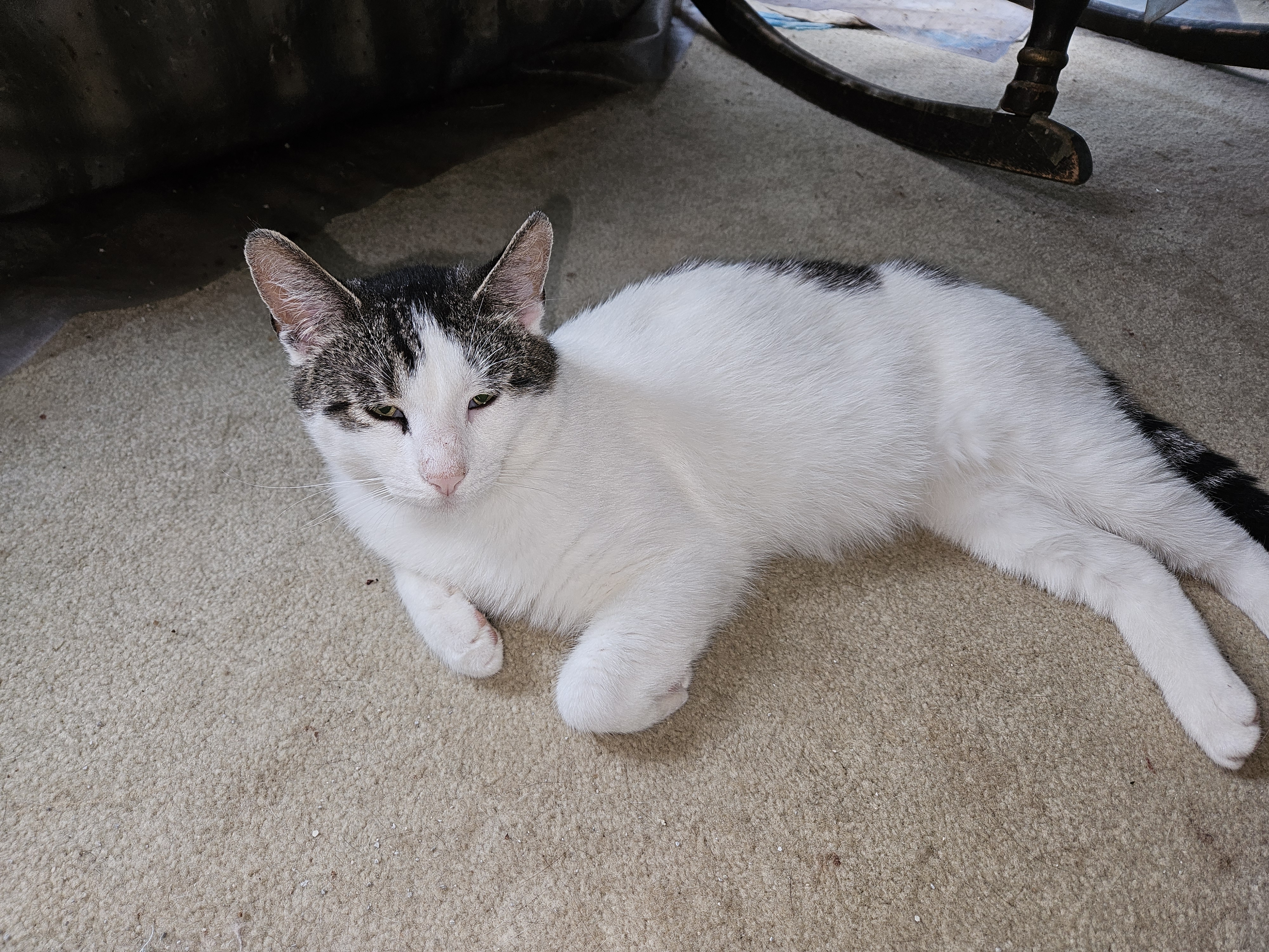 Mickey, Adoptable, Adult Male Domestic Short Hair.