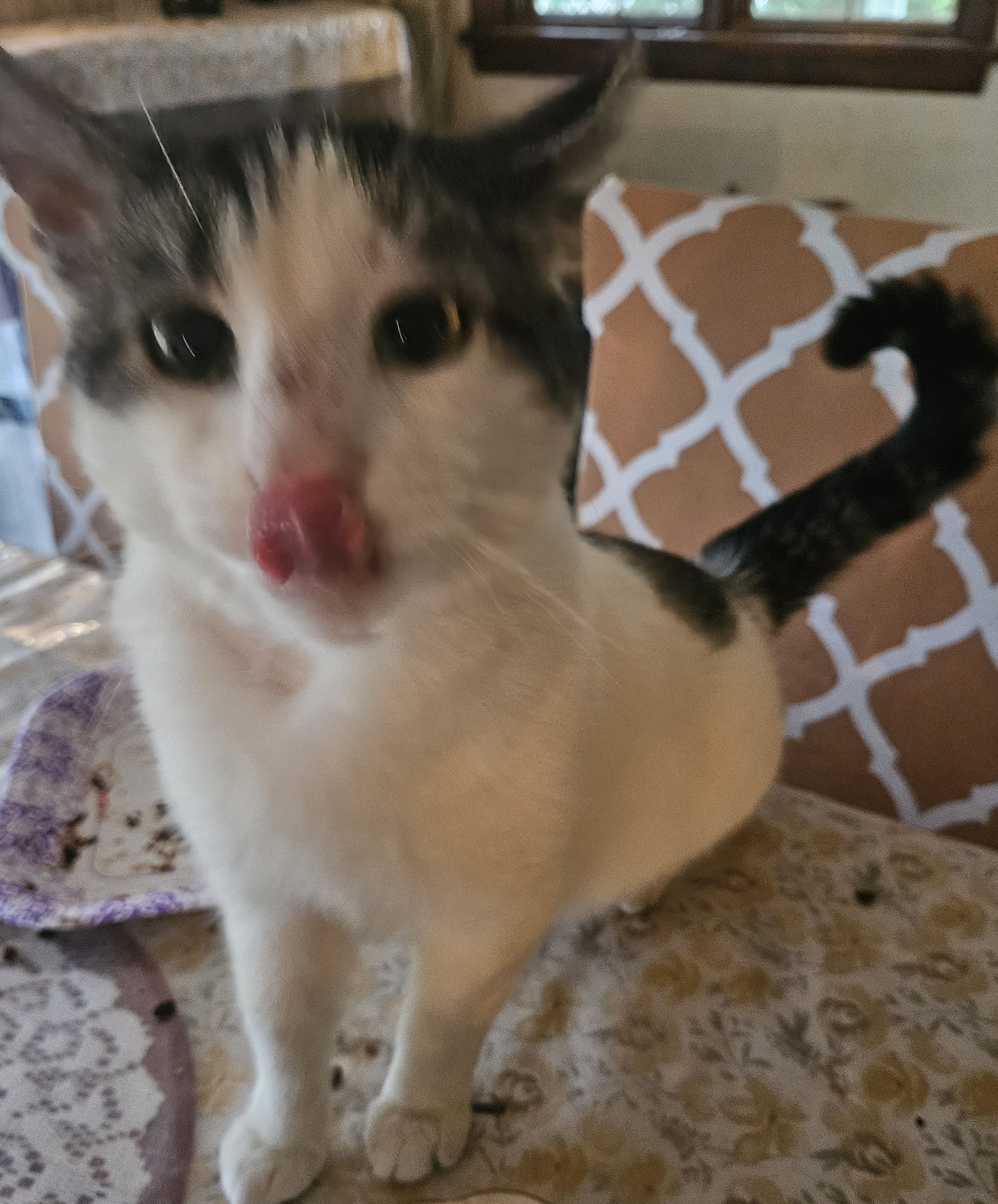 Enlarge Mickey, a Adoptable Domestic Short Hair in Mansfield, PA image 2/2