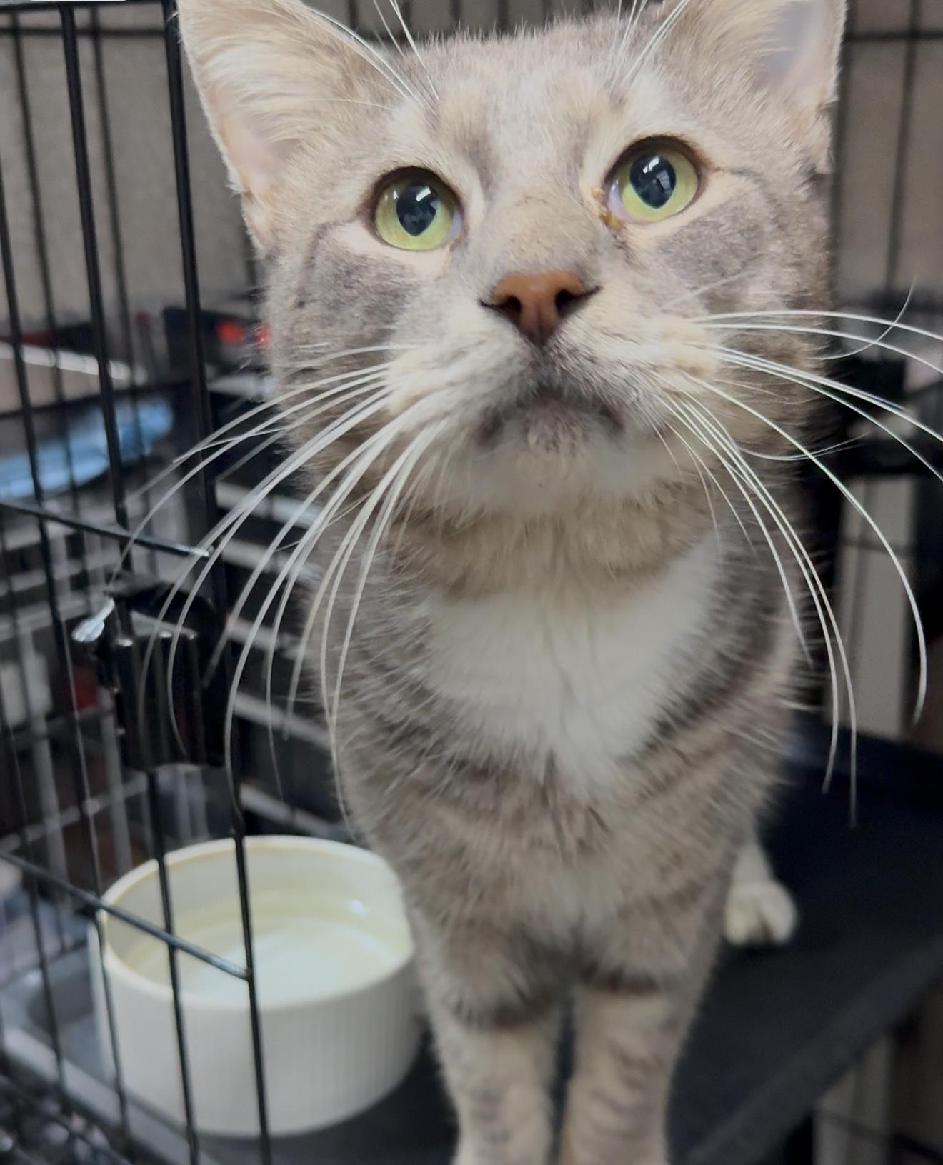 Enlarge Tulum, a Adoptable mixed breed in Manchester, NH image 3/4
