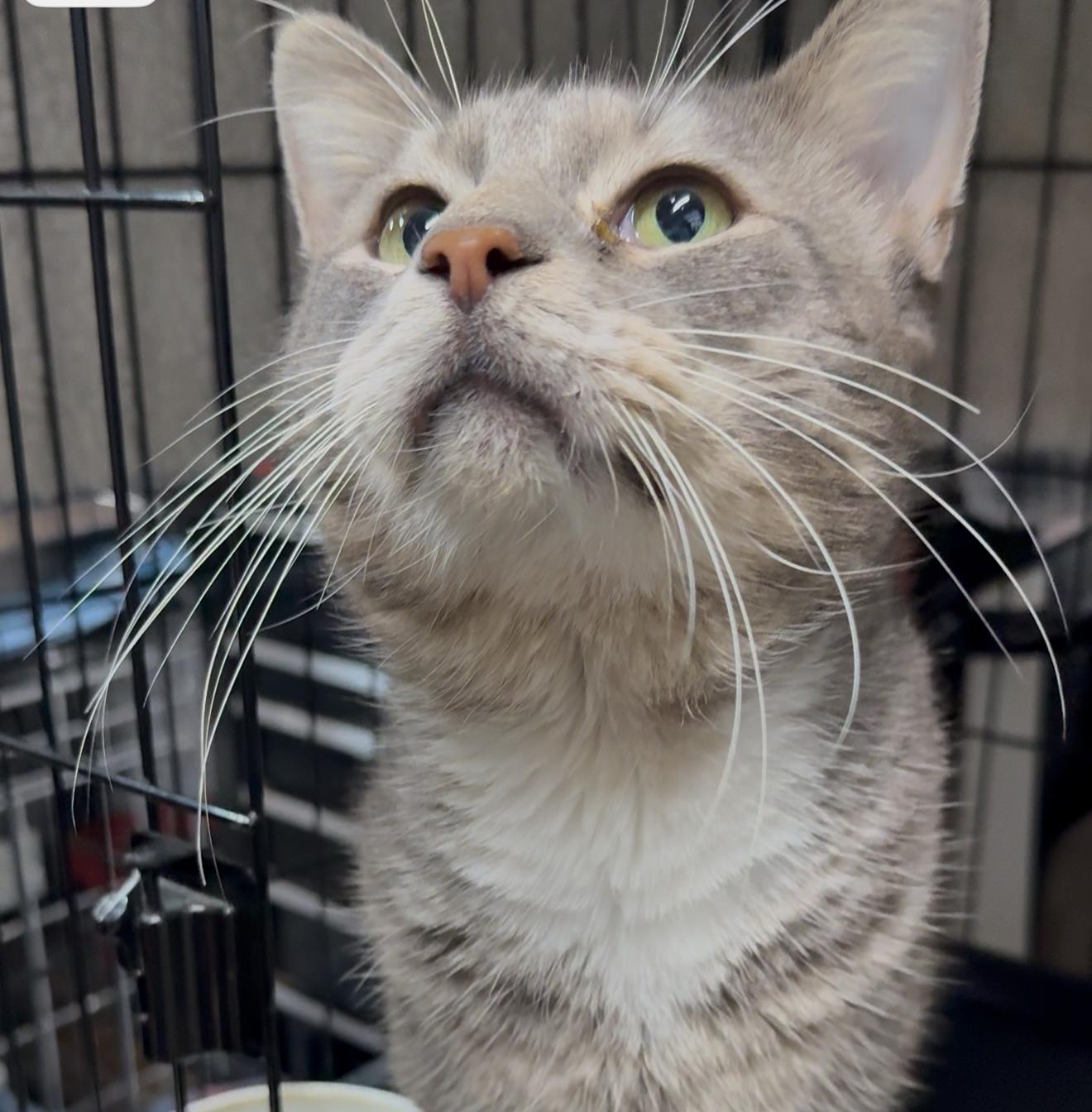 Enlarge Tulum, a Adoptable mixed breed in Manchester, NH image 4/4