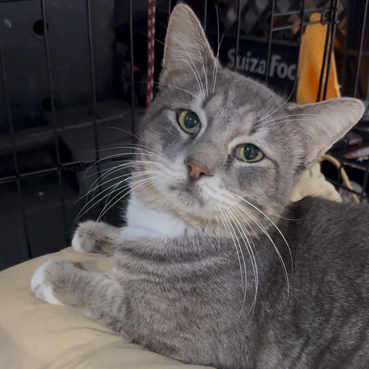Enlarge Tulum, a Adoptable mixed breed in Manchester, NH image 1/4