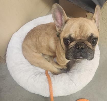 Enlarge Pierre Francois, a Adoptable mixed breed in Lebec, CA image 1/1