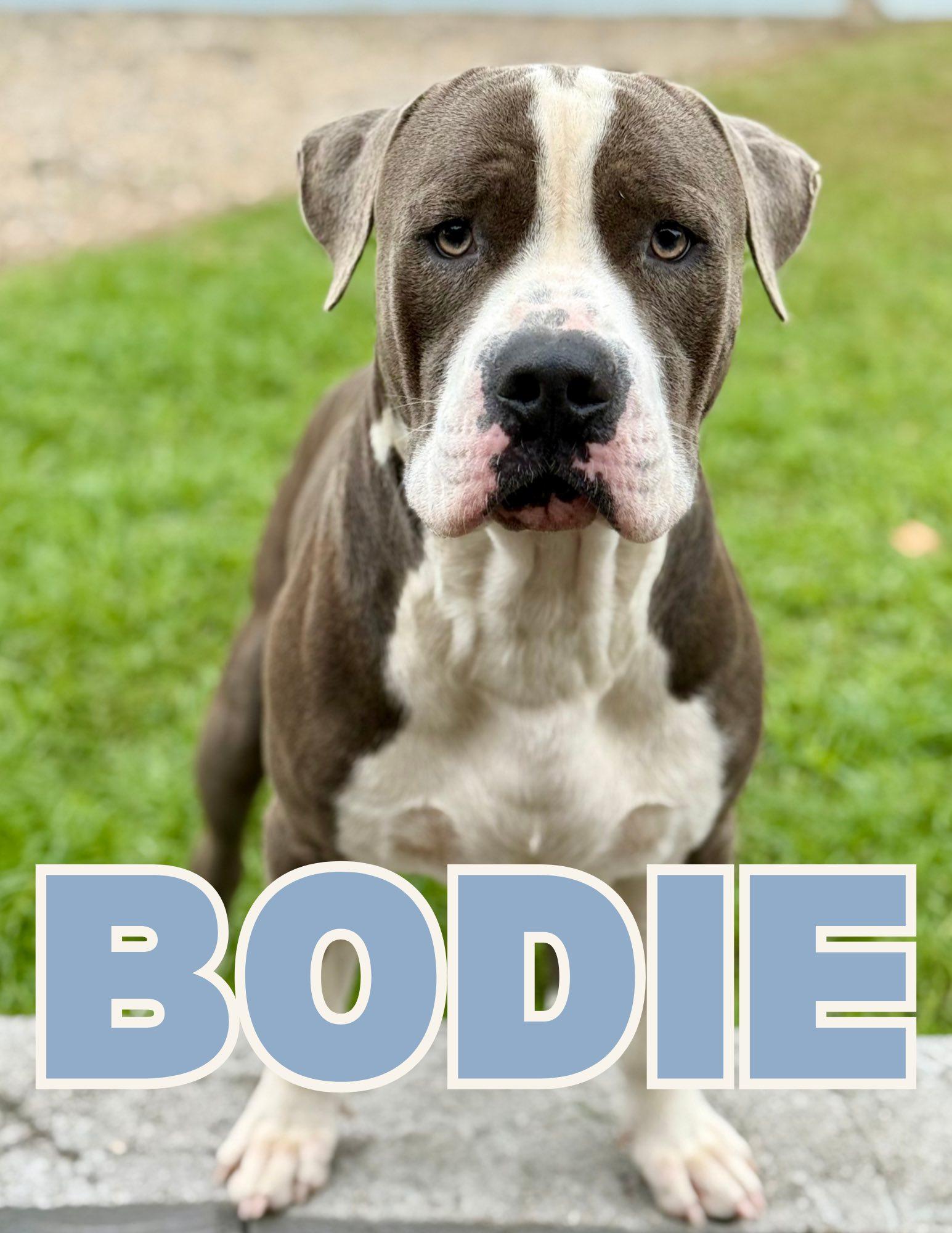 Enlarge Bodie, a ADOPTABLE mixed breed in Shalimar, FL image 1/1