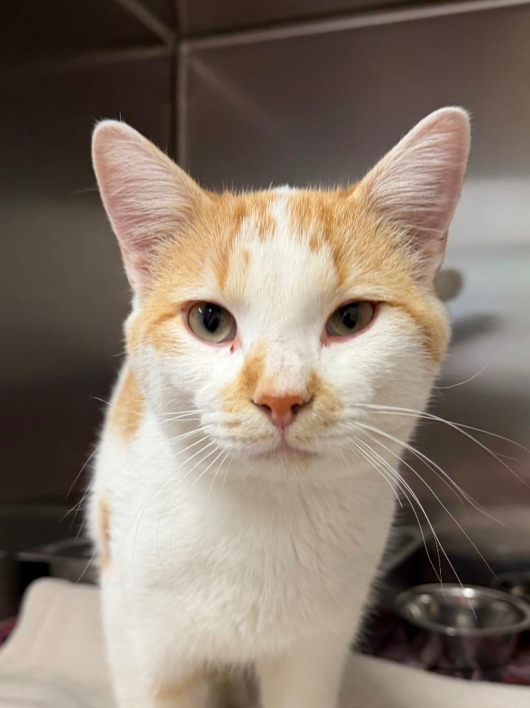 Qibli, Adoptable, Young Male Domestic Short Hair.