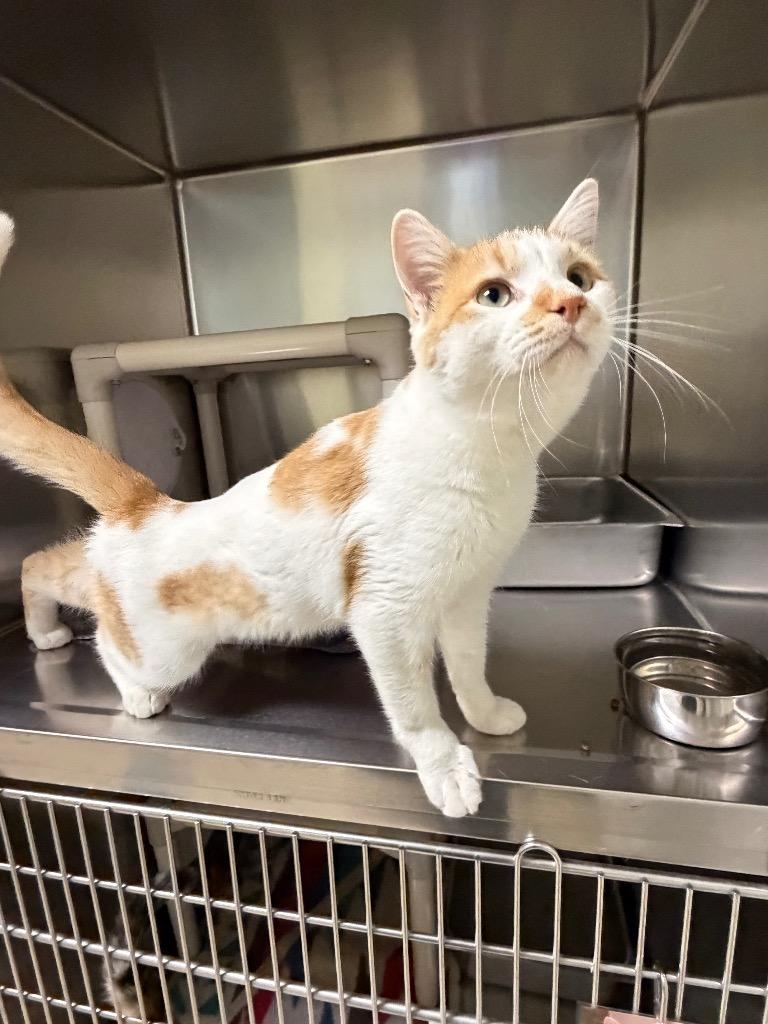 Enlarge Qibli, a Adoptable Domestic Short Hair in Amery, WI image 3/4