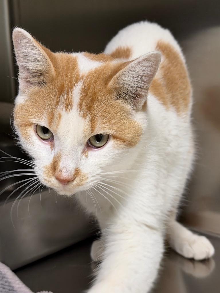 Enlarge Qibli, a Adoptable Domestic Short Hair in Amery, WI image 4/4