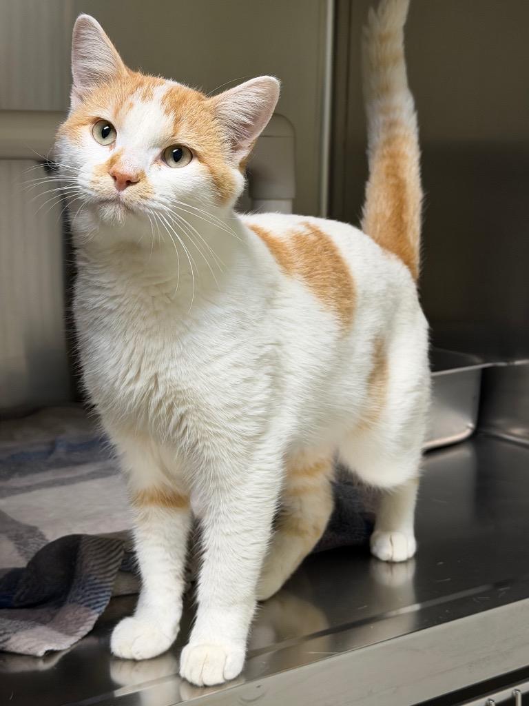 Enlarge Qibli, a Adoptable Domestic Short Hair in Amery, WI image 2/4