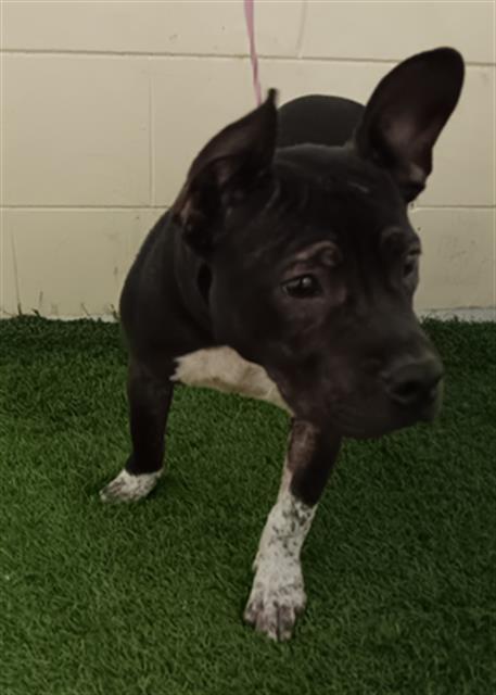 Enlarge A1256820, a Adoptable mixed breed in Winter Haven, FL image 1/1