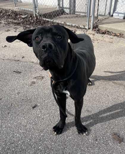 Blitzen, Adoptable, Young Male Cane Corso & Mixed Breed.