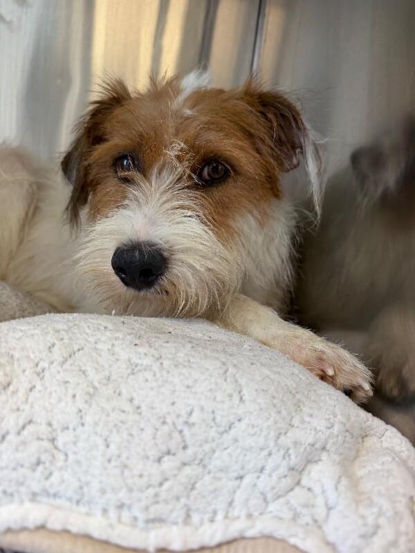 Enlarge Willow, a Adoptable mixed breed in Aiken, SC image 1/5