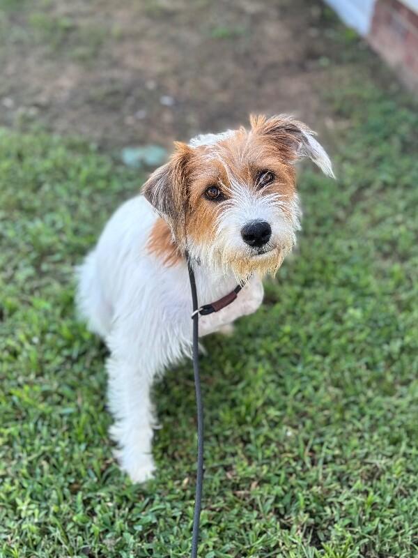 Enlarge Willow, a Adoptable mixed breed in Aiken, SC image 2/5