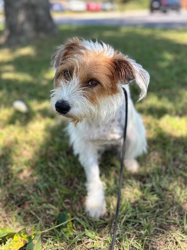 Enlarge Willow, a Adoptable mixed breed in Aiken, SC image 3/5