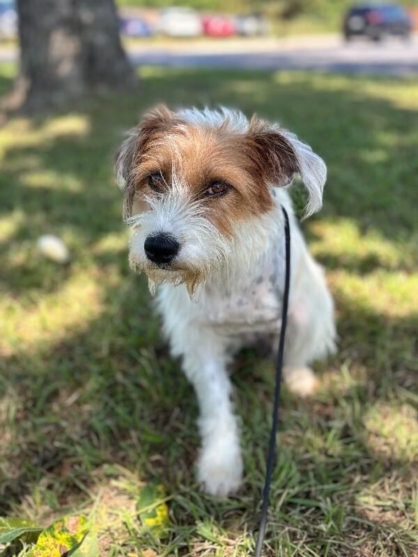 Enlarge Willow, a Adoptable mixed breed in Aiken, SC image 4/5