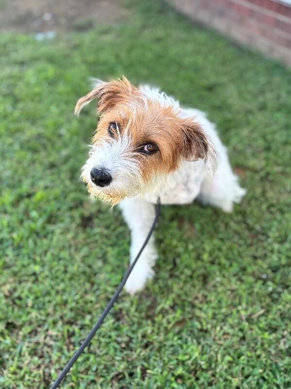 Enlarge Willow, a Adoptable mixed breed in Aiken, SC image 5/5
