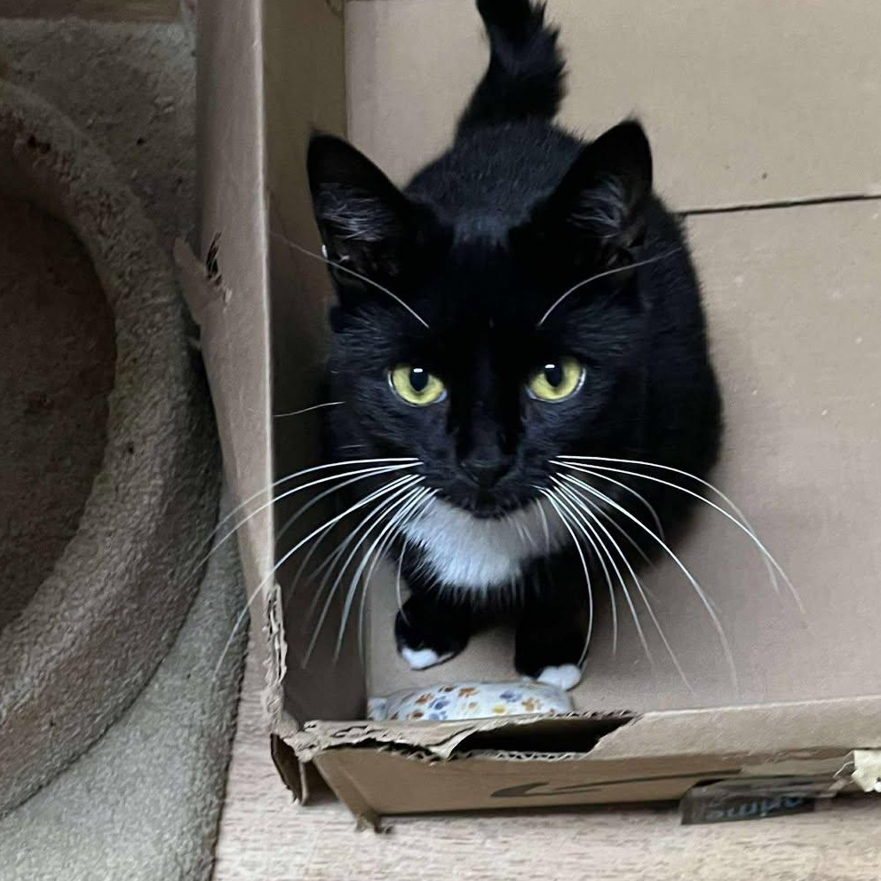 Kenna, a Adoptable Tuxedo image 2/6