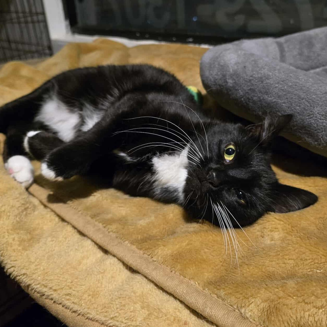 Kenna, a Adoptable Tuxedo image 4/6