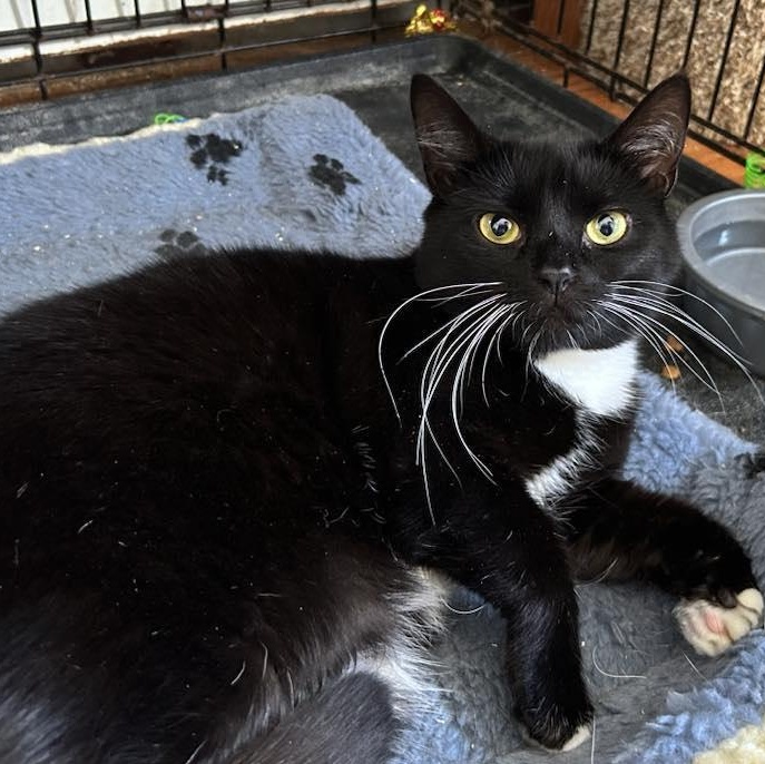 Kenna, Adoptable, Adult Female Tuxedo.