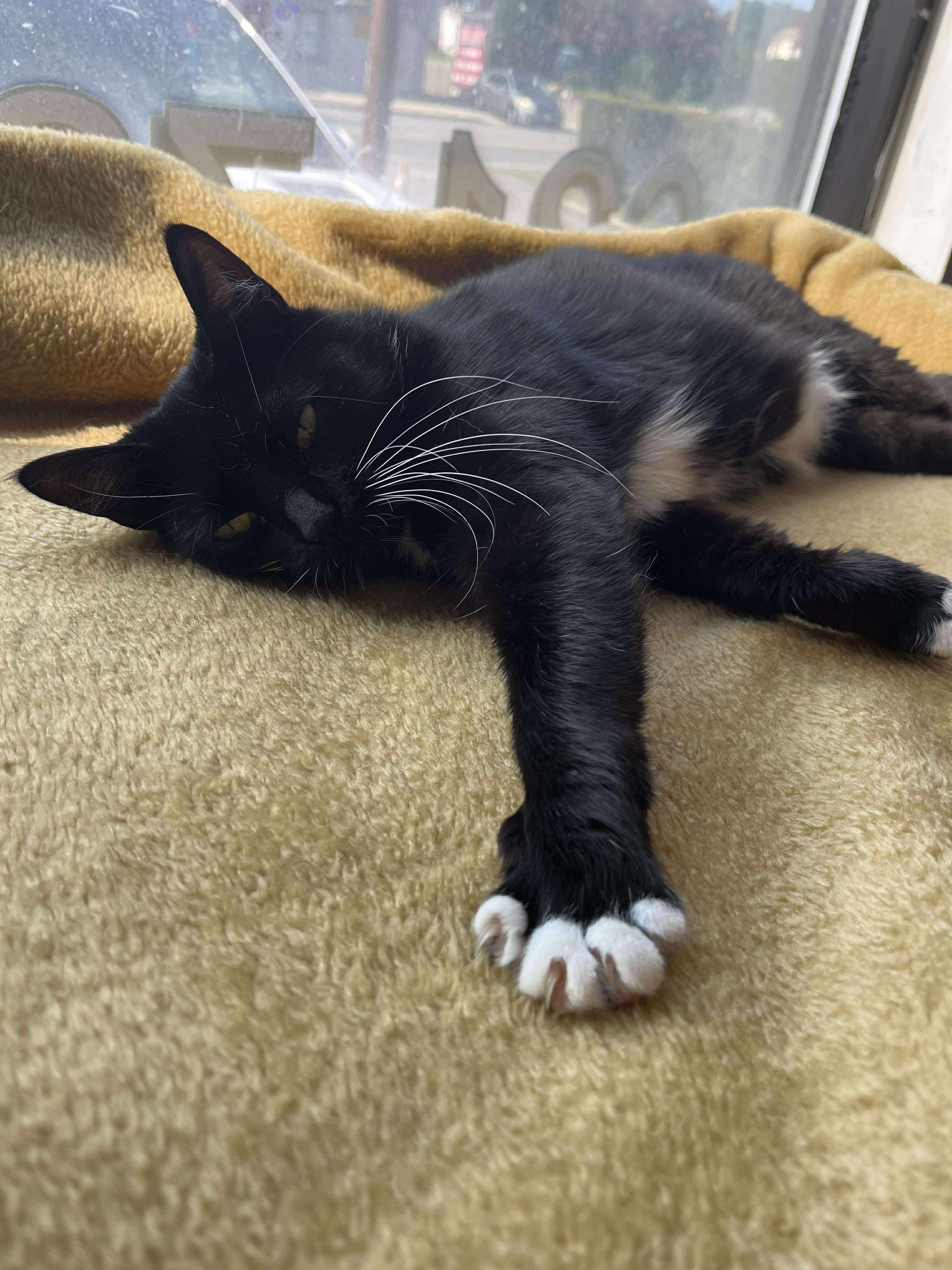 Kenna, a Adoptable Tuxedo image 6/6