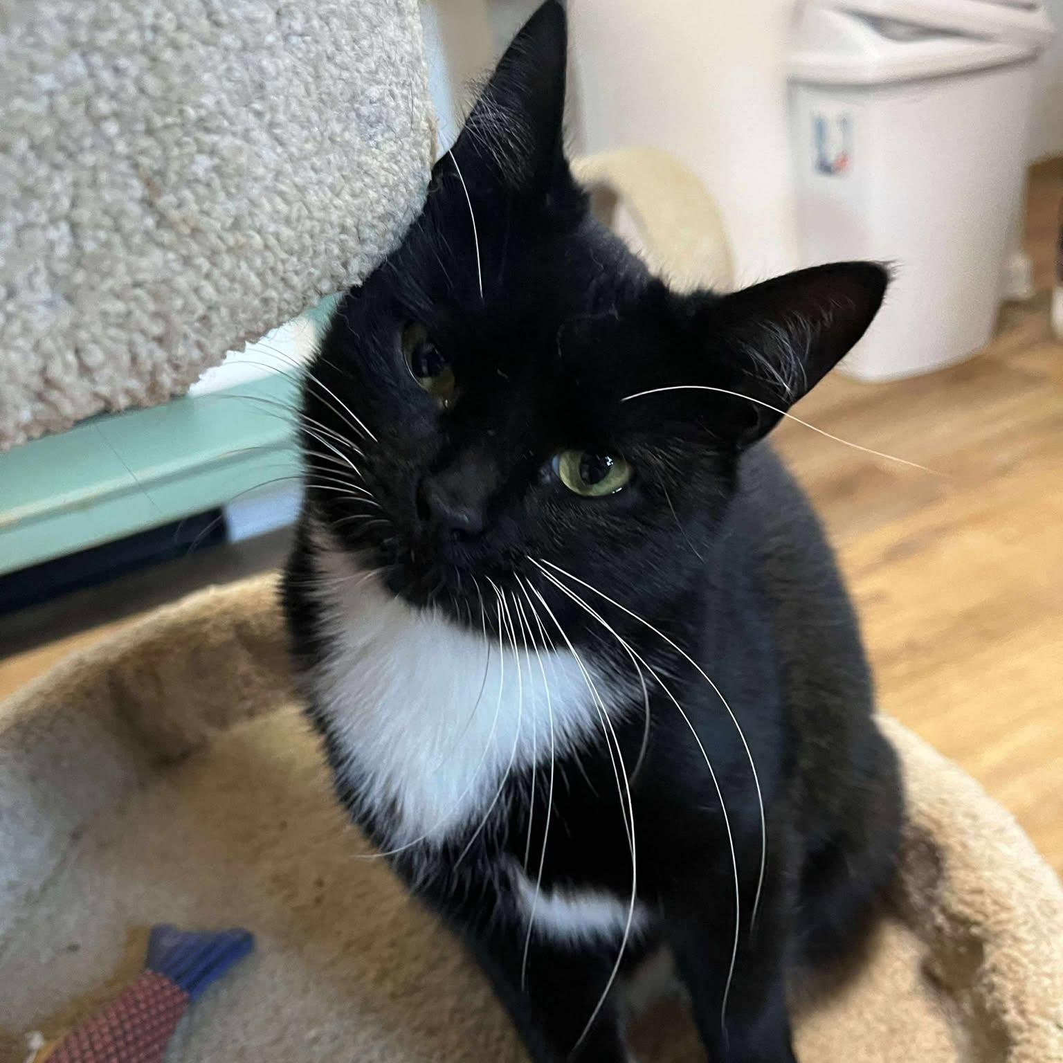 Kenna, a Adoptable Tuxedo image 3/6