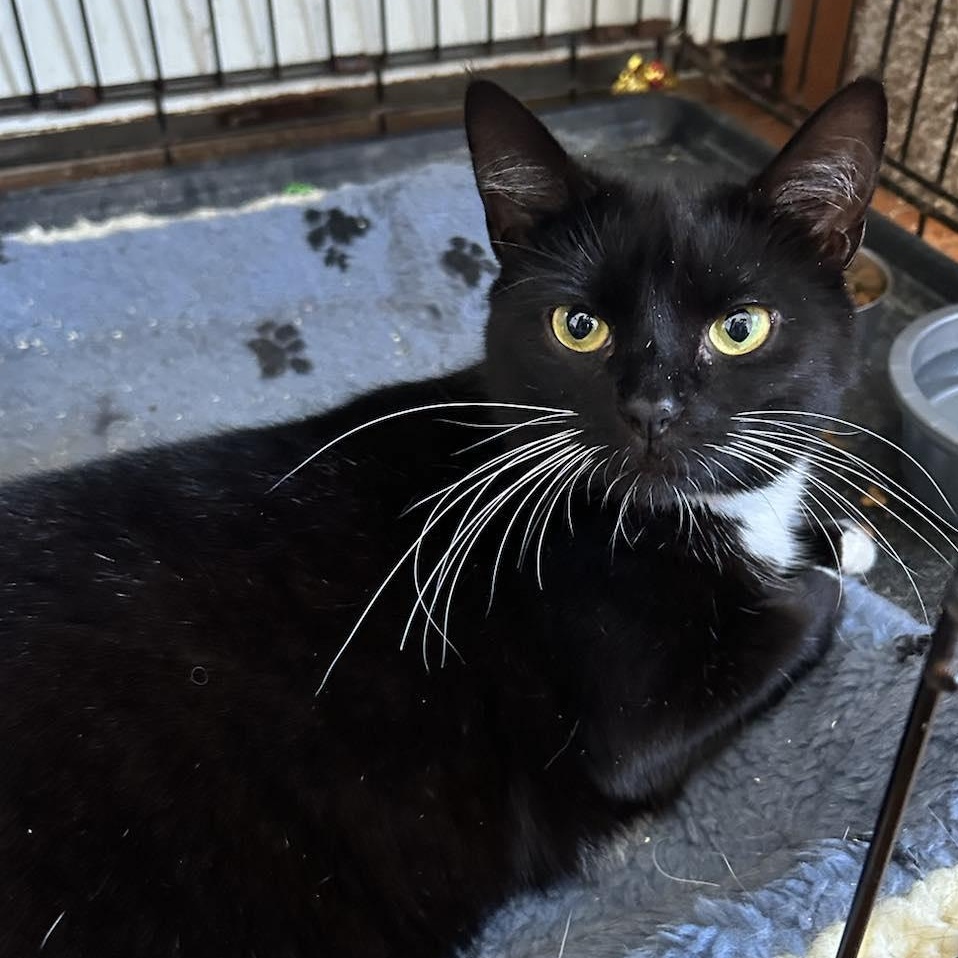 Kenna, a Adoptable Tuxedo image 5/6