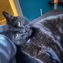 Squeaky Bruiser, Adoptable, Adult Male Domestic Short Hair.