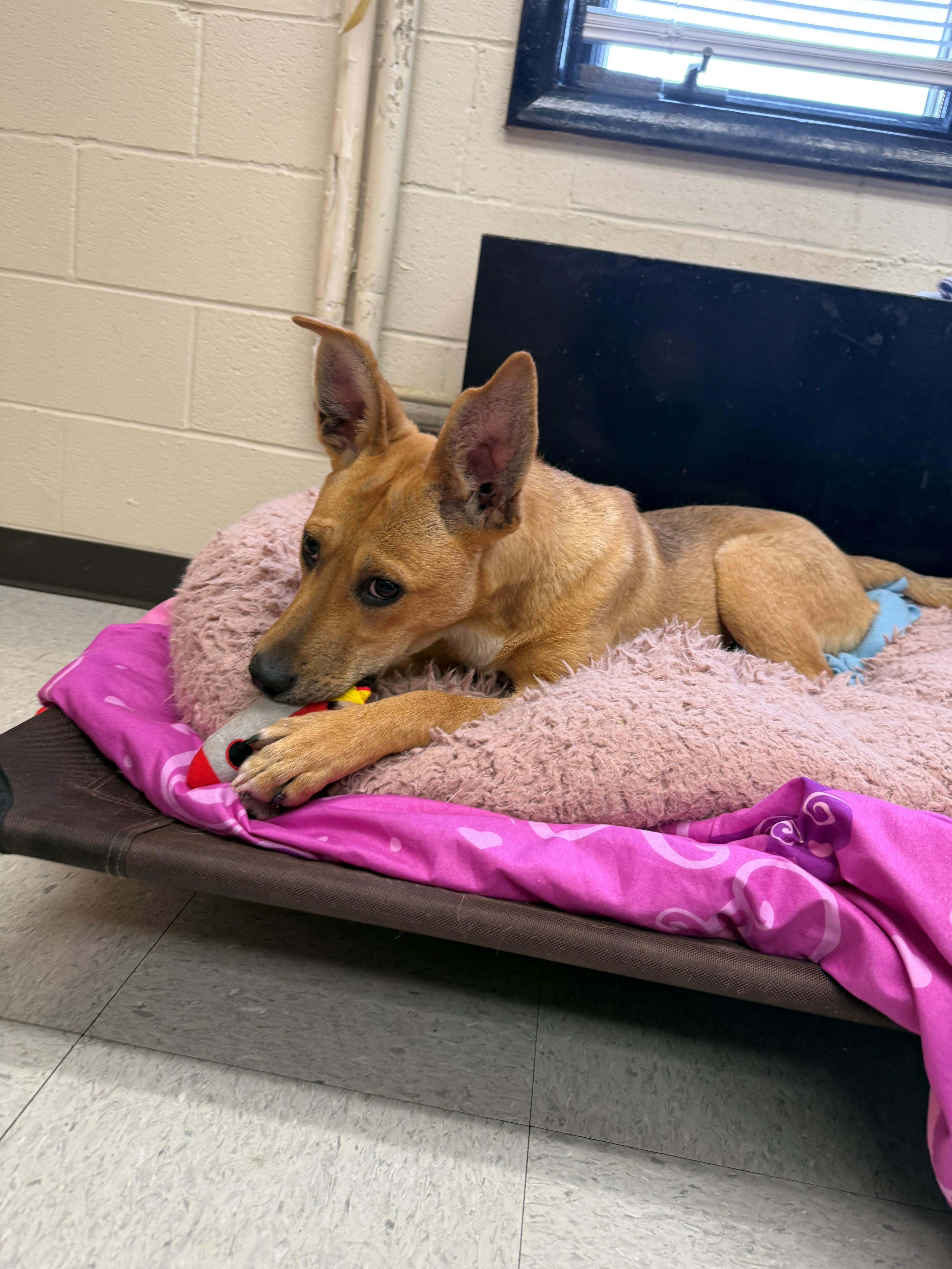Enlarge Ice Man, a ADOPTABLE mixed breed in Oakland, MD image 2/3
