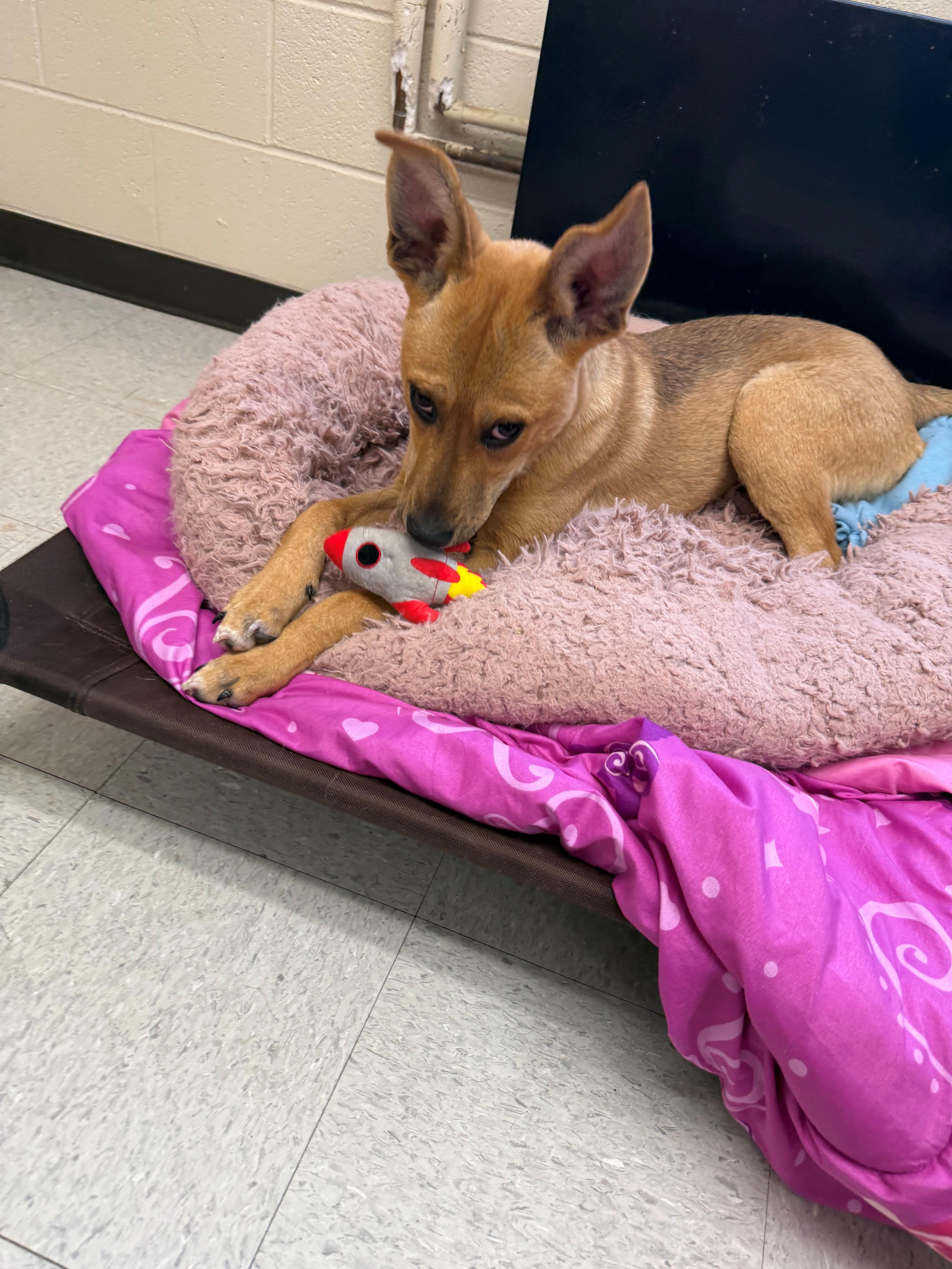 Enlarge Ice Man, a ADOPTABLE mixed breed in Oakland, MD image 3/3